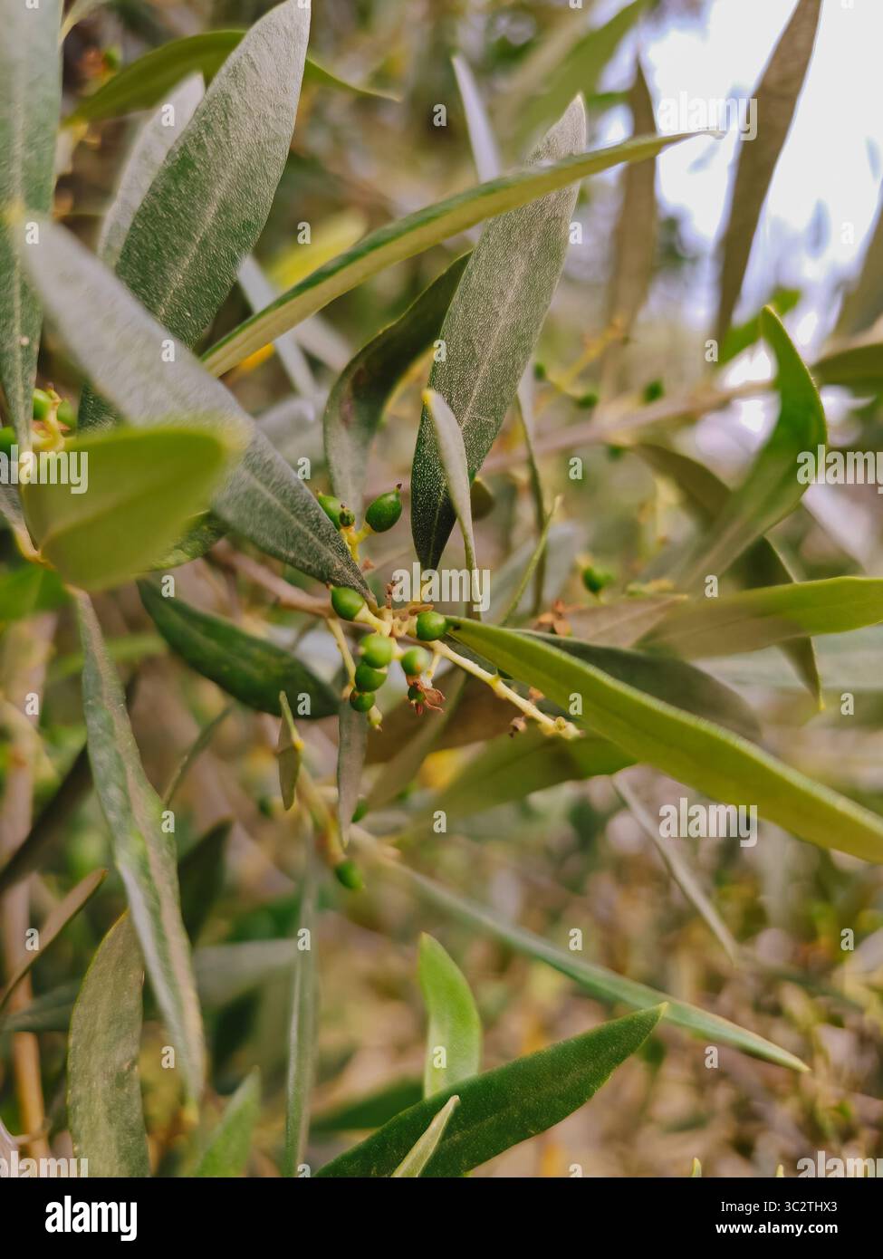Oleaceae family hi-res stock photography and images - Alamy