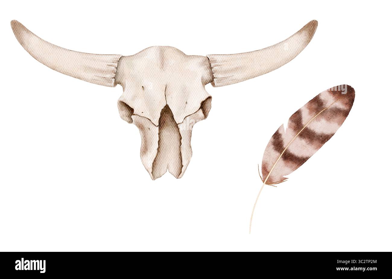 Watercolor illustration of a bull skull with long horns and a brown feather on a white background. Great for western style prints, posters, home decor Stock Photo