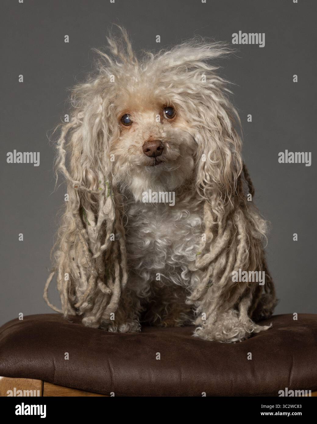 Dreadlocks Toy Toy breed hi-res stock photography and images - Alamy