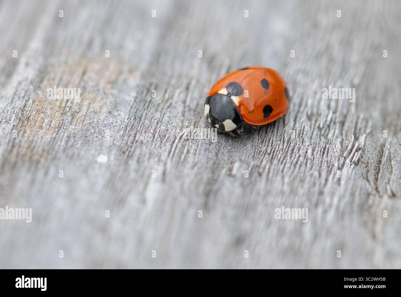7 spot lady bird hi-res stock photography and images - Alamy