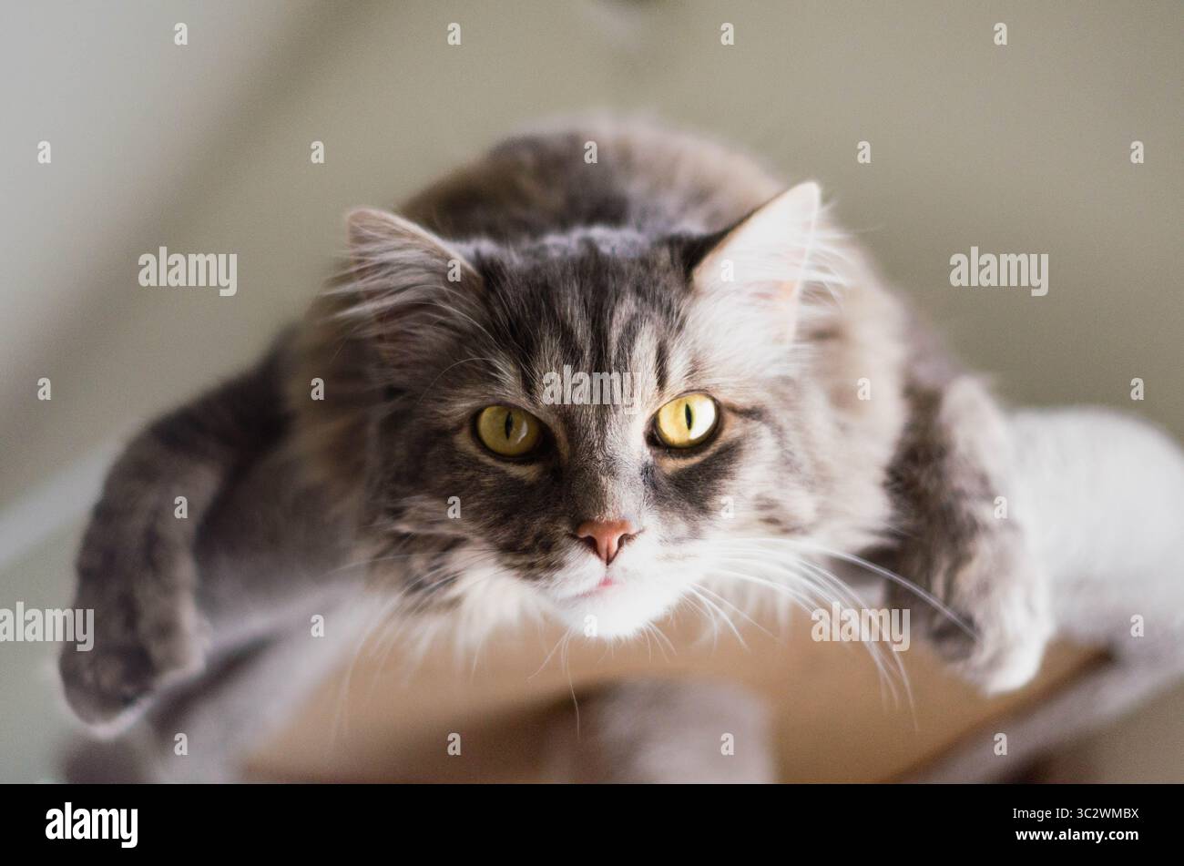 Fluffy Gray Cat with Yellow Eyes ,King of Heights The Watchful Gaze Stock Photo