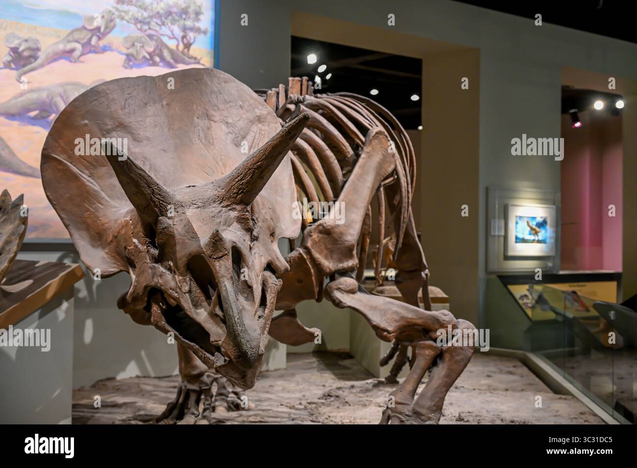Chicago, Illinois, USA - 9.15.2023: Fossilized triceratops dinosaur ...