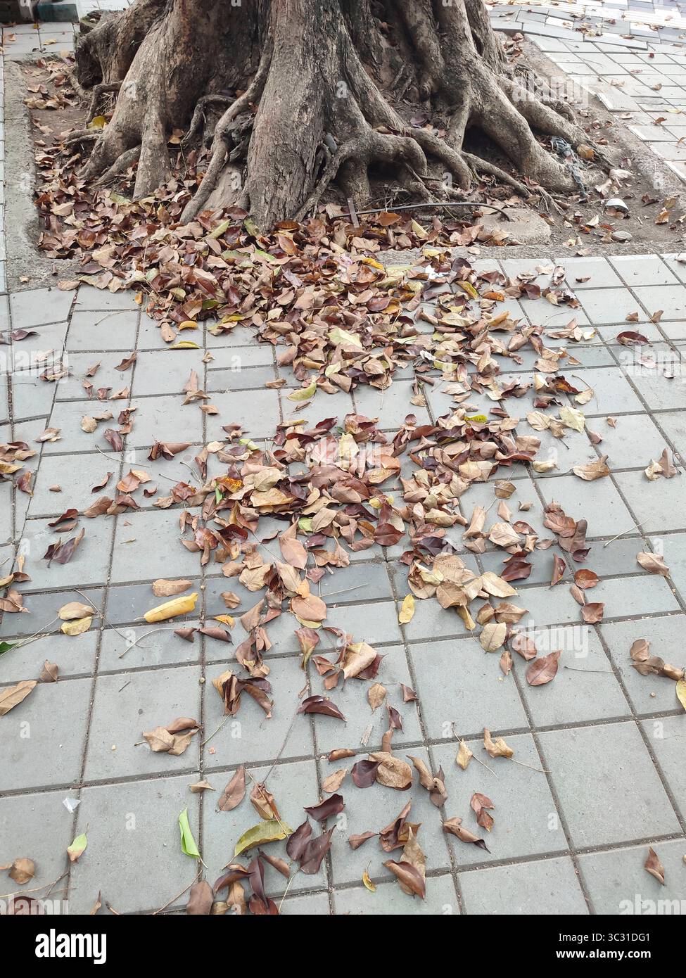 Dry fallen leaves scattered on a tiled pavement beneath the roots of an old tree, capturing the essence of autumn and urban nature. - Smartphone Captured Stock Image