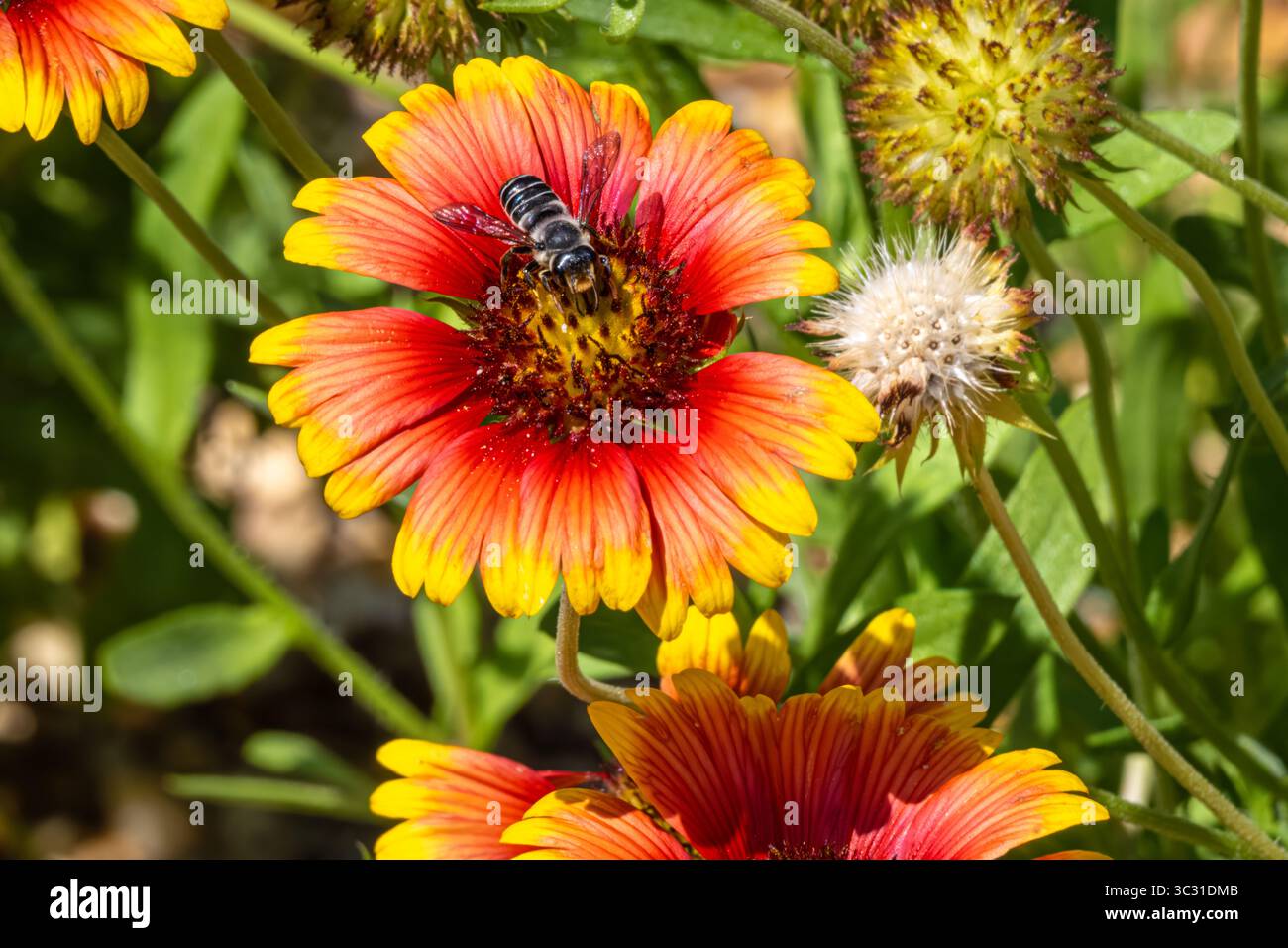 A leafcutter bee on a blanketflower at the Atlanta Botanical Garden in Midtown Atlanta, Georgia. (USA) Stock Photo