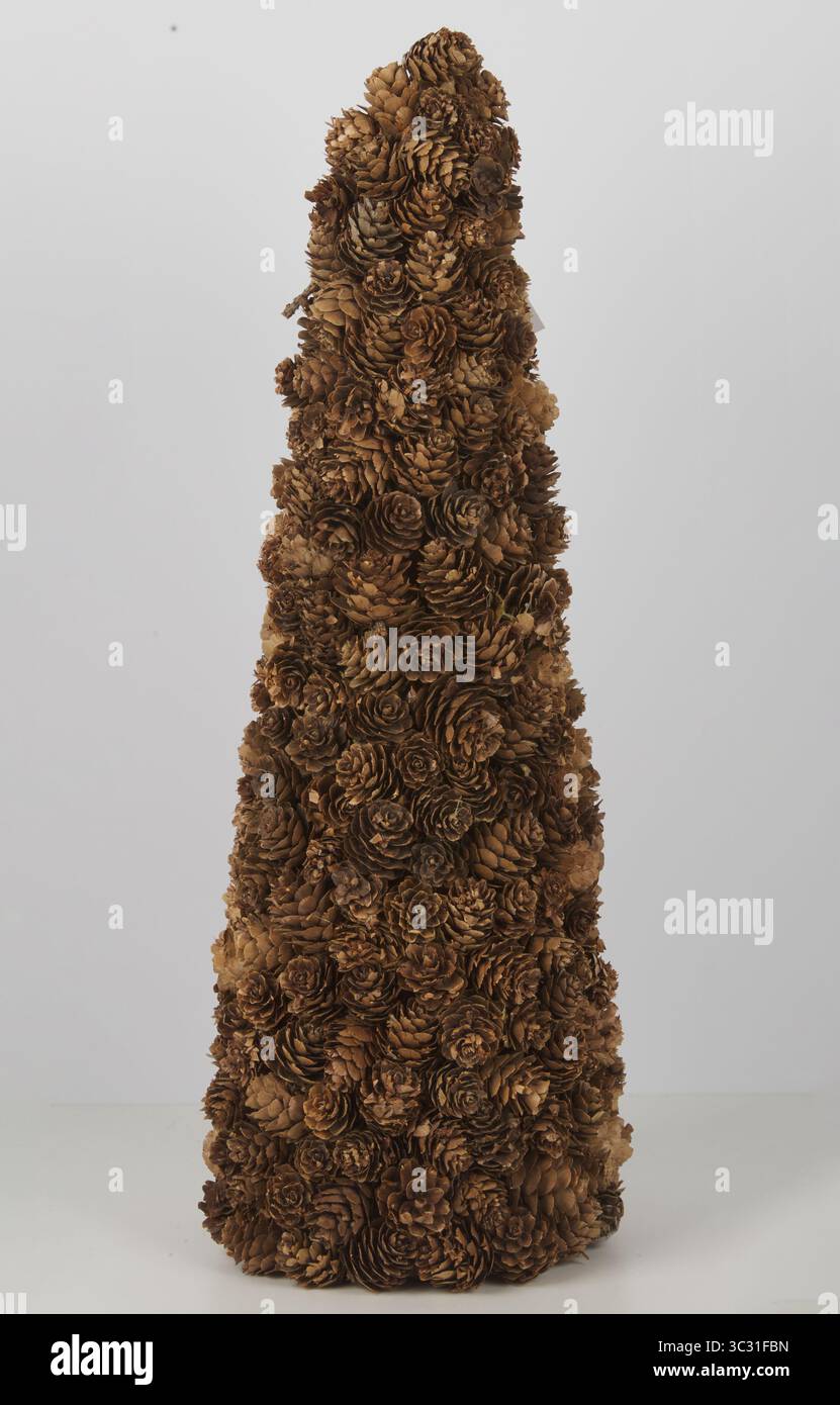 dried pine blossoms christmas tree isolated nature background with clipping path Stock Photo