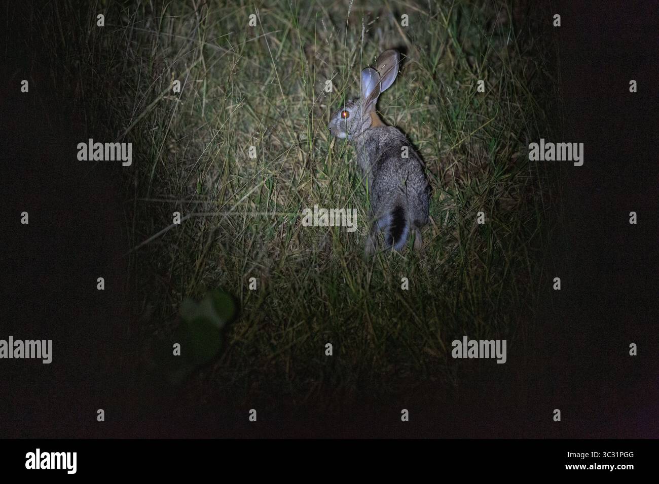 Scrub Hare At Night Stock Photo