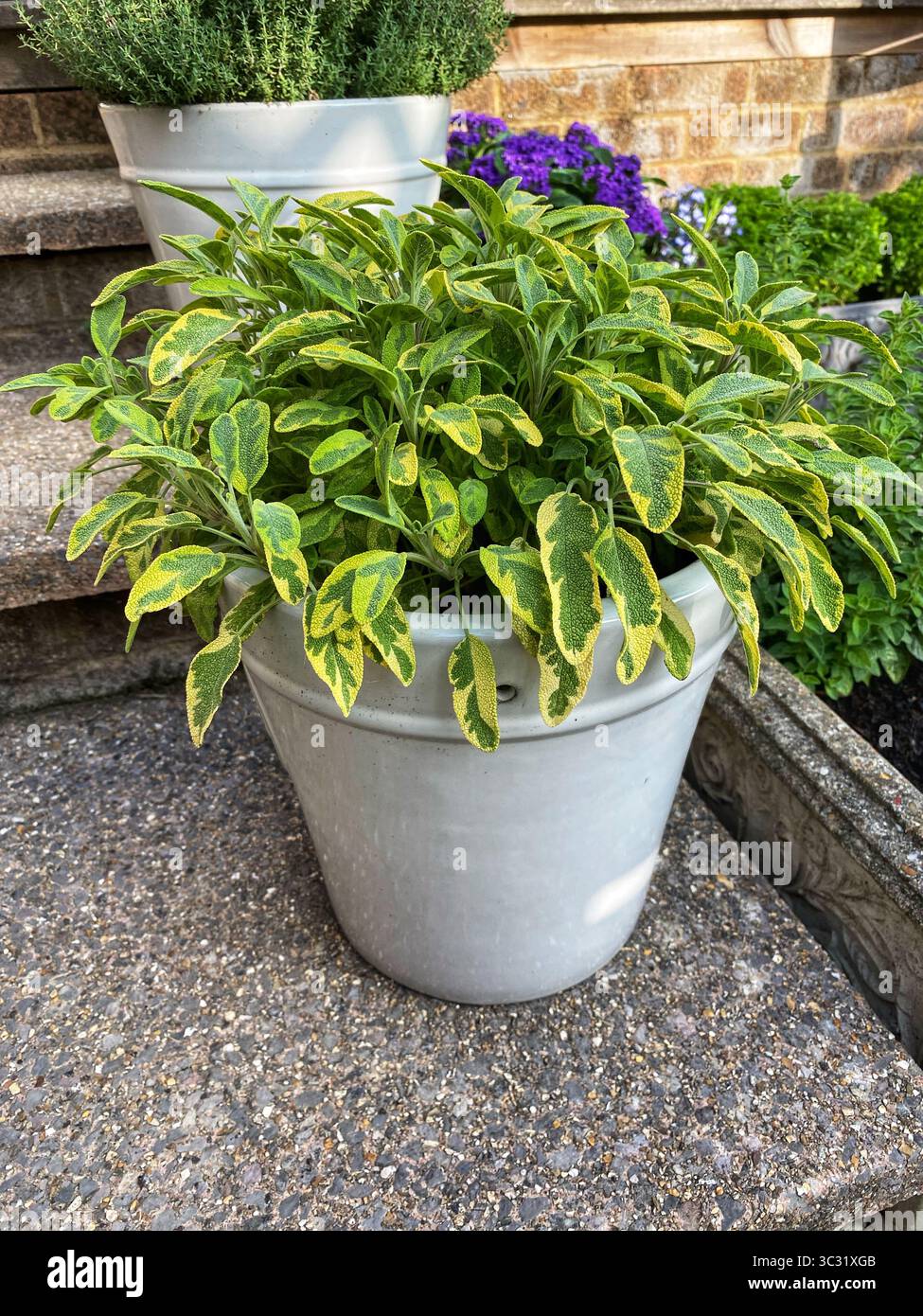 Variegated sage - Smartphone Captured Stock Image