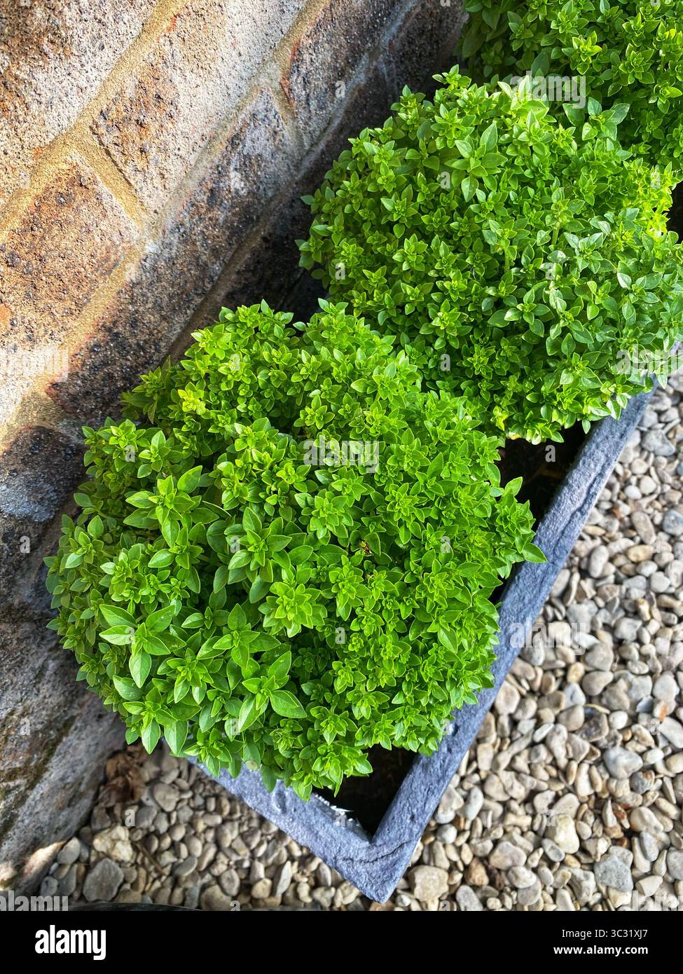 Greek Basil plants - Smartphone Captured Stock Image