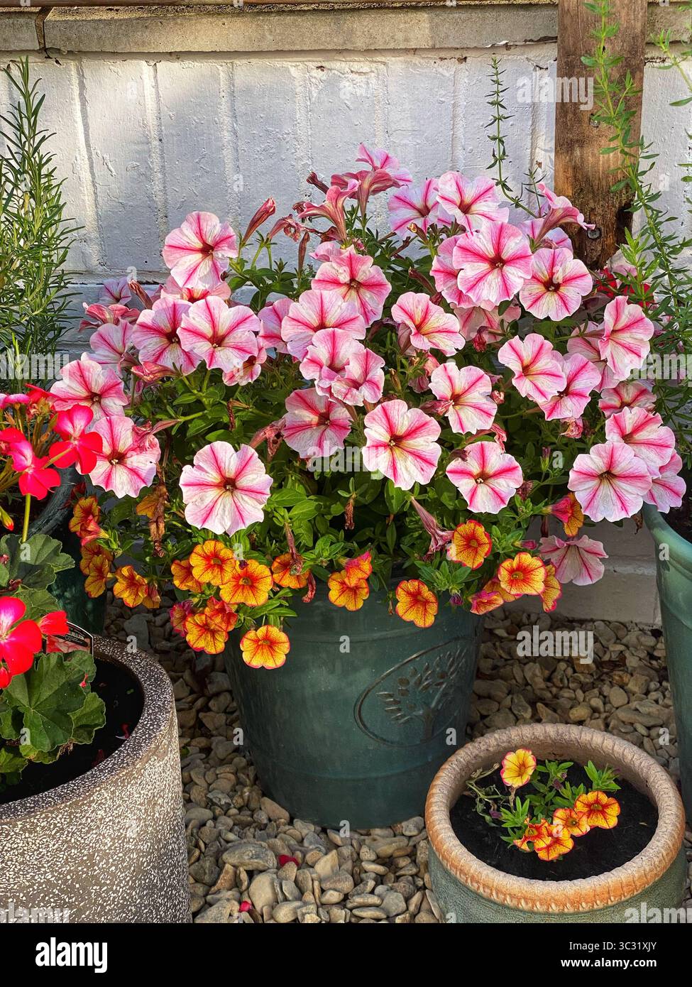 Petunias growing in a pot - Smartphone Captured Stock Image