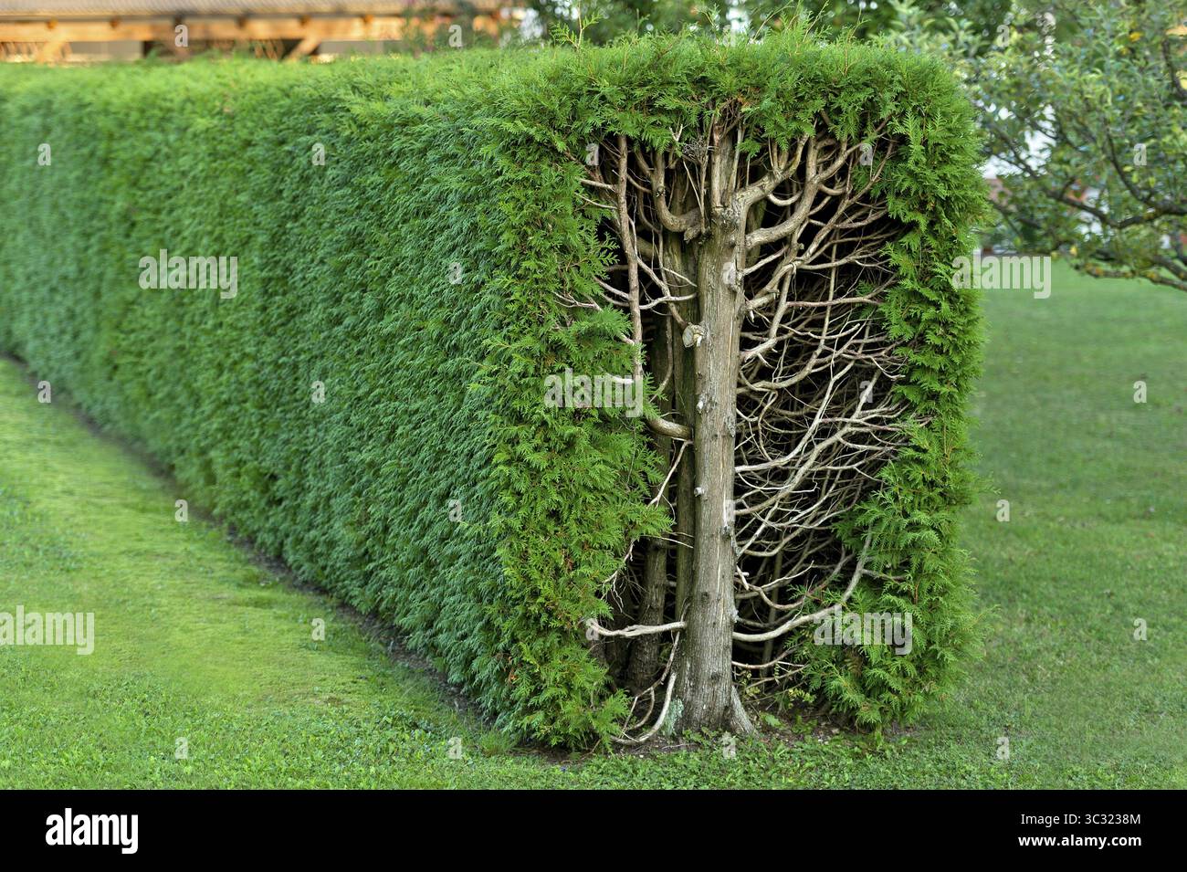 Arborvitae, thujas (Thuja), rectangular hedge, cross-section, tree trunk,  branches, twigs and leaves, garden, Ismaning, Upper Bavaria, Bavaria,  German Stock Photo - Alamy