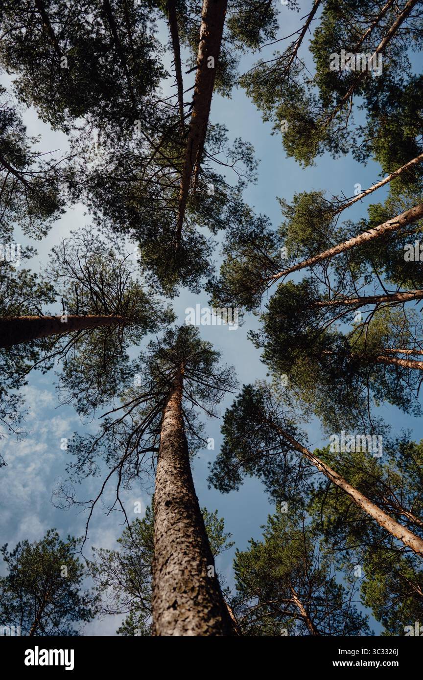 Looking Up at Pine Trees Against Blue Sky Stock Photo