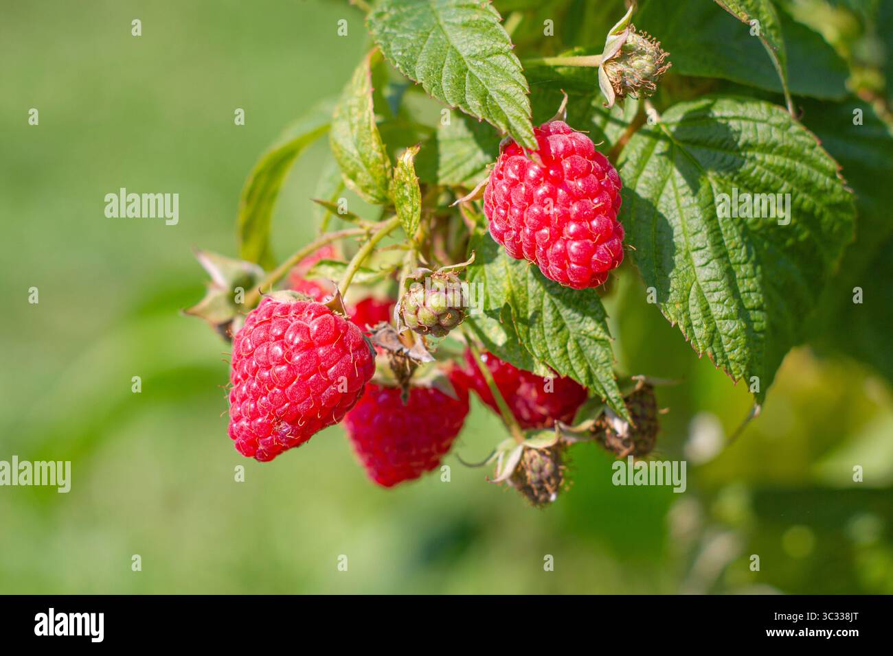 Raspberry harvest, masberries growing on a bush Stock Photo