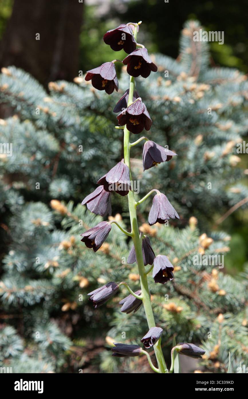 Purple bell flowers on soft blurred nature background with blue spruce. A Fritillaria Persica, commonly known as The Persian Lily, plant blooming in s Stock Photo