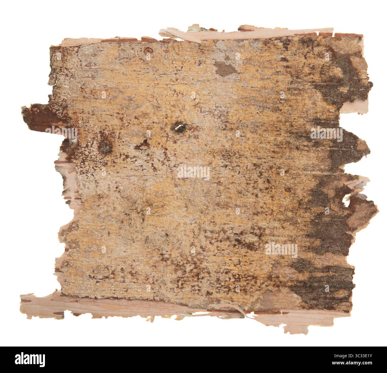 Back side of birch bark isolated on white background Stock Photo