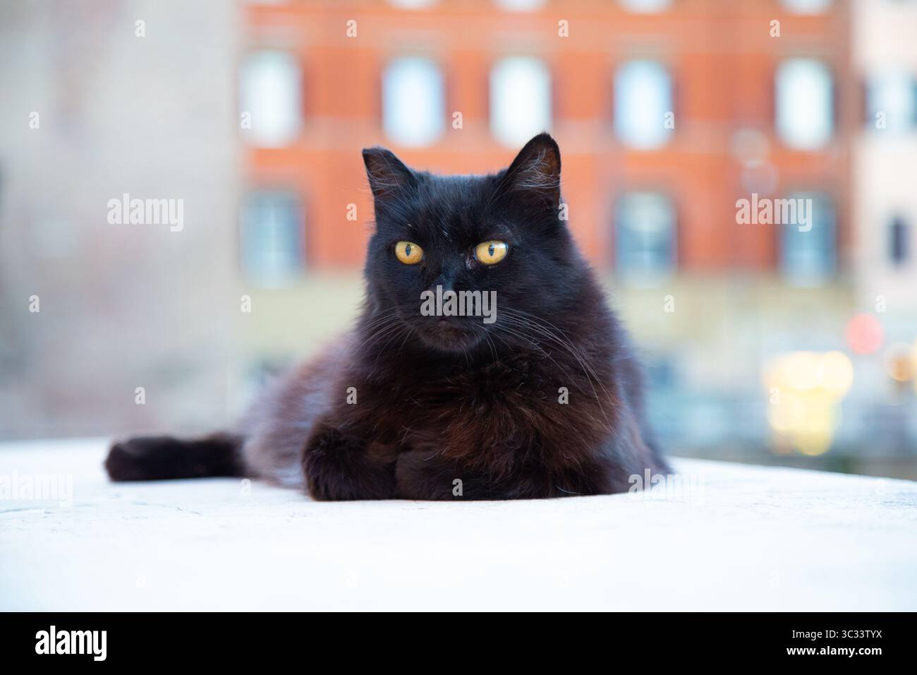 A sleek black cat with striking yellow eyes is lounging on a windowsill Stock Photo