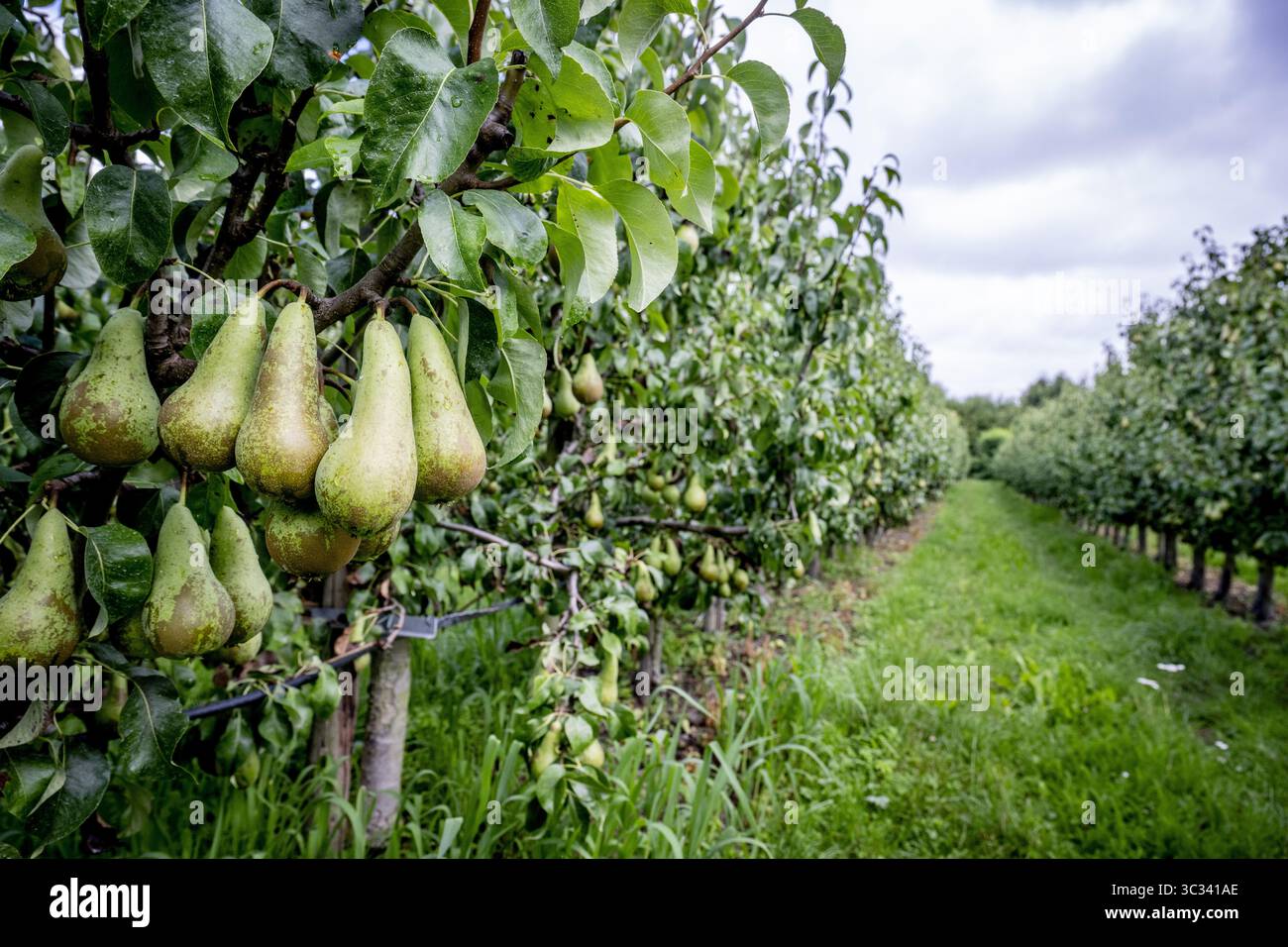 THE MAIN - Pears hang from a pear tree in fruit tree plantation. ANP ...