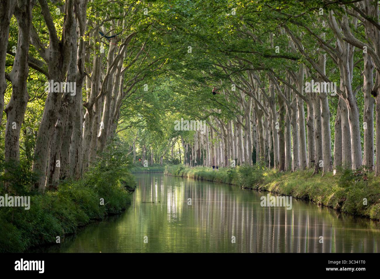 The Canal du Midi between Toulouse and Ramonville-Saint-Agne ; south-western France Stock Photo
