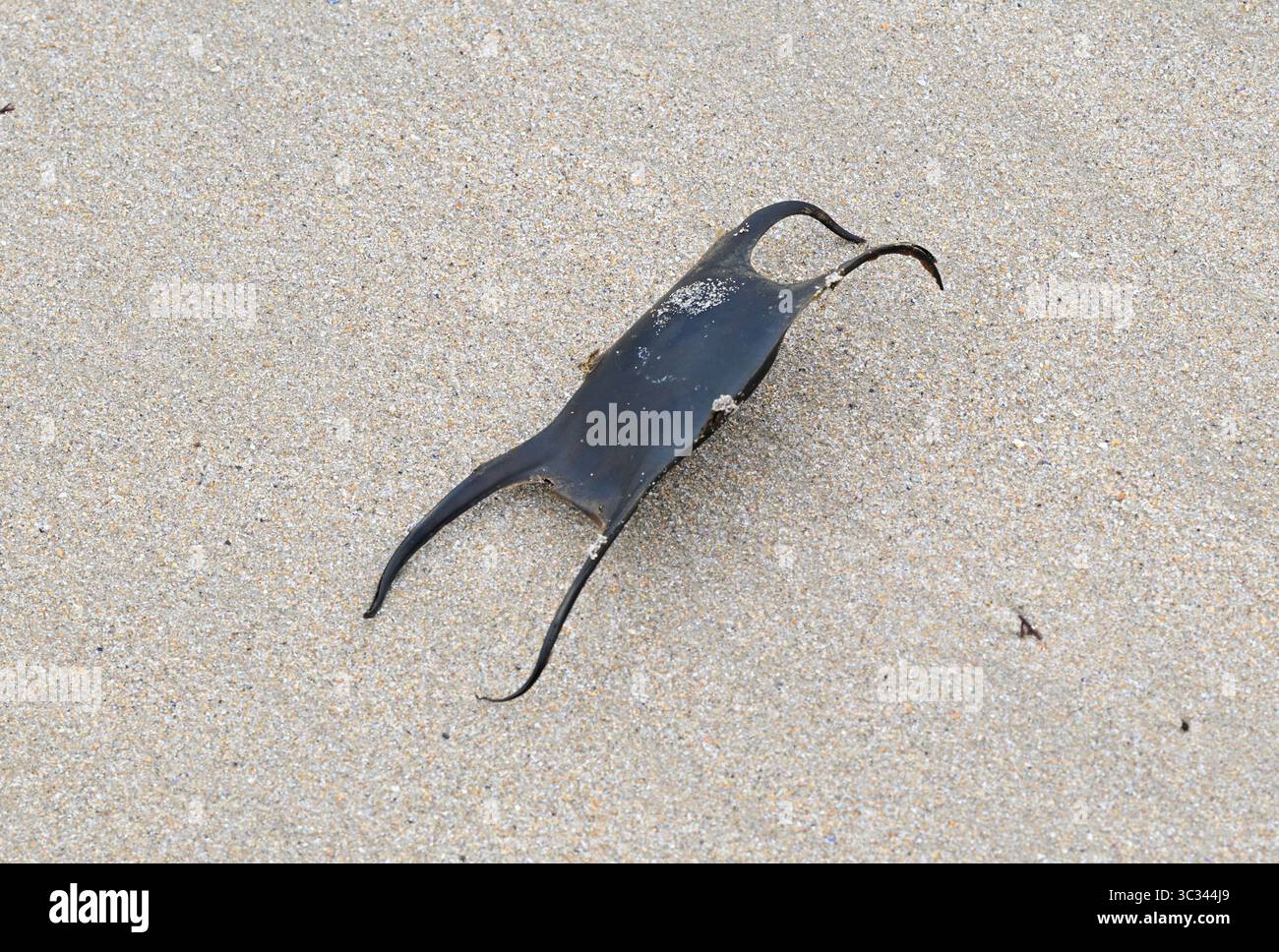 Skate egg capsule Stock Photo