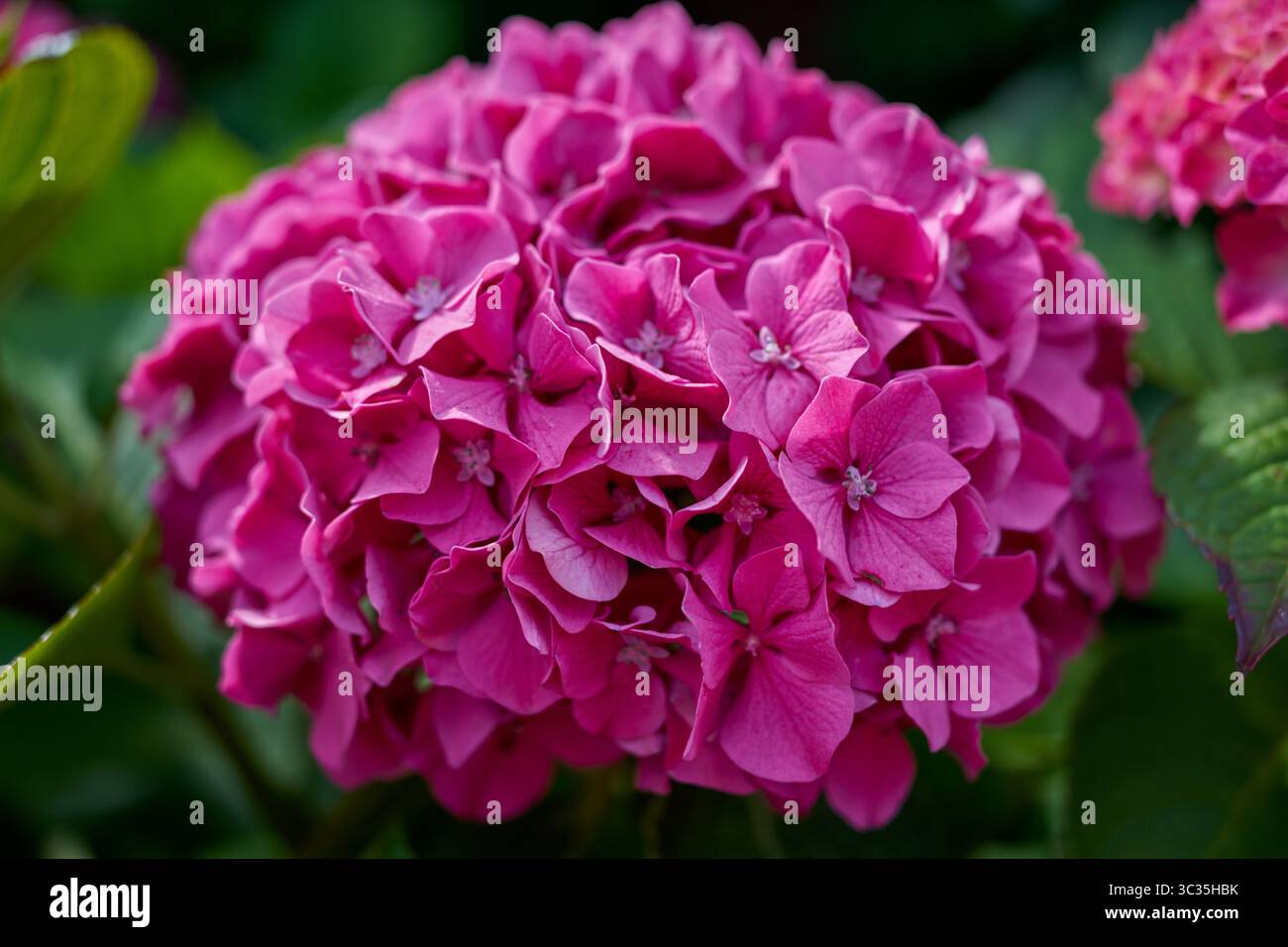 Lush colorful hydrangea blossom Stock Photo