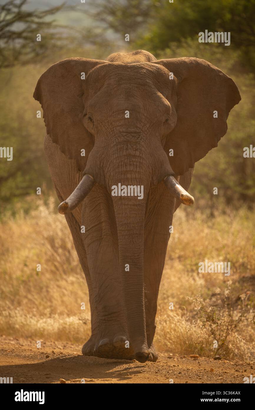African bush elephant crosses track toward camera Stock Photo - Alamy