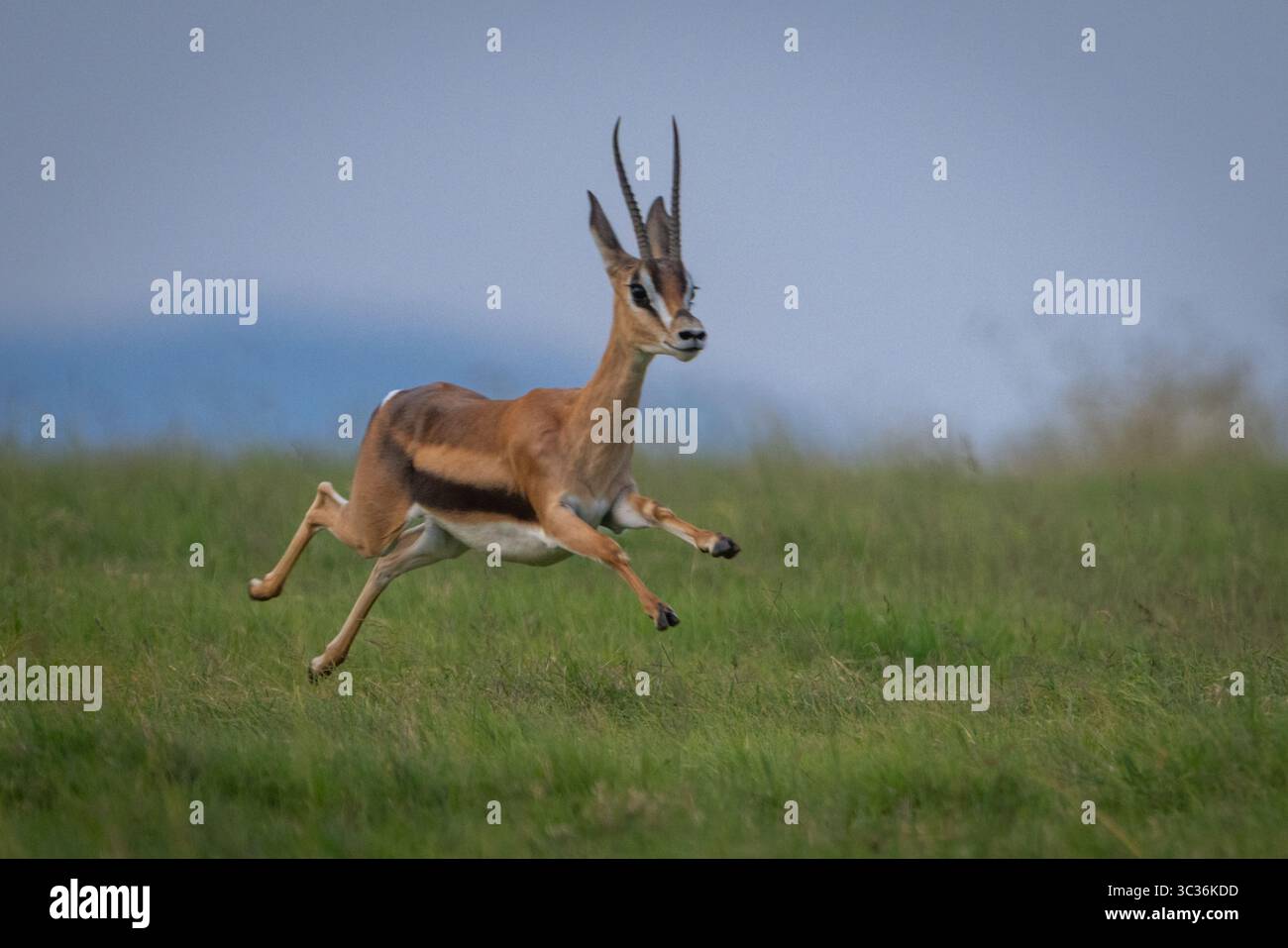 Gazelle jump hi-res stock photography and images - Alamy