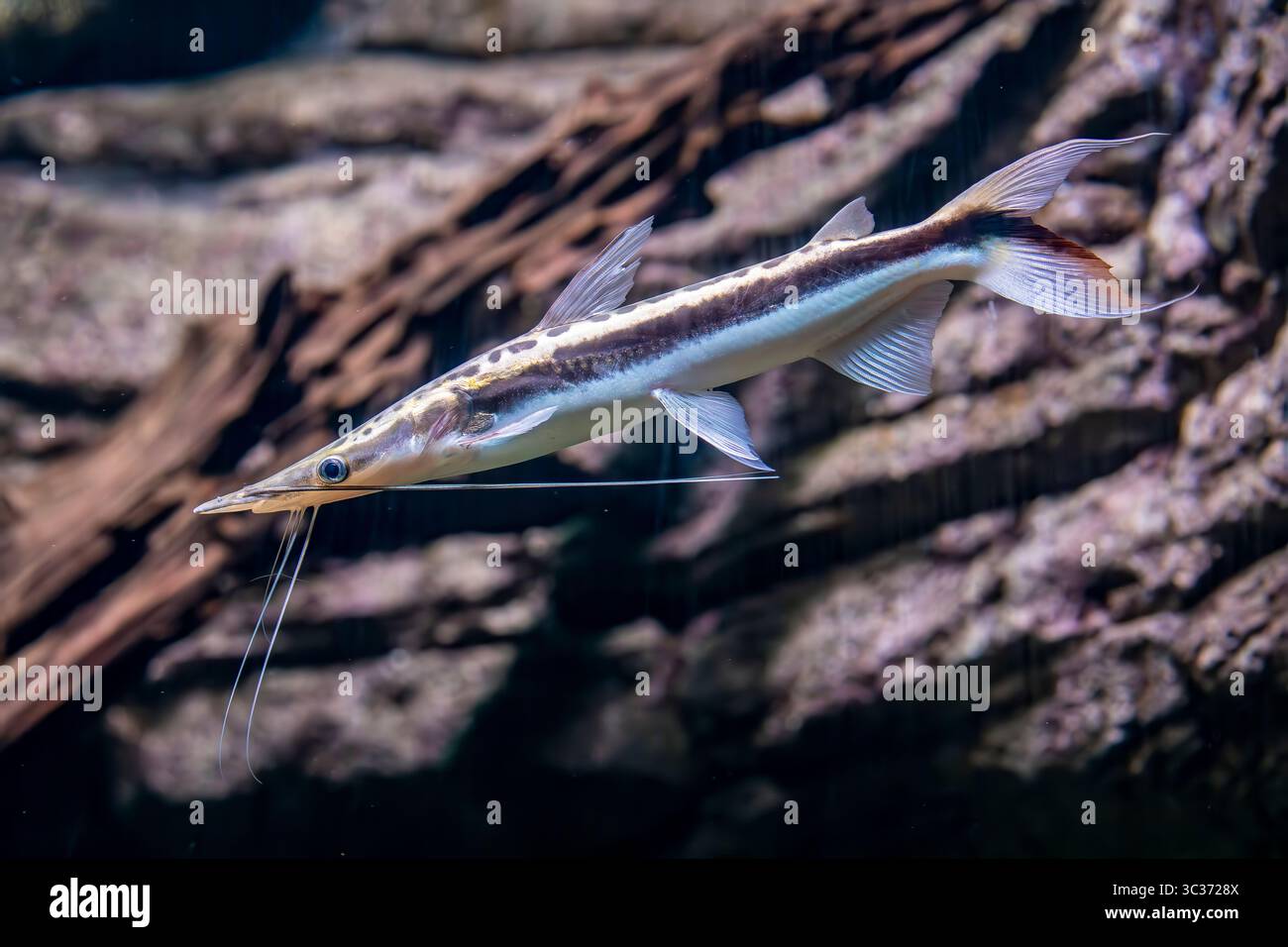Duckbill Catfish (Sorubim lima). The head is long and flat. The mouth is round and the upper jaw is larger than the jaw. The eyes are located laterall Stock Photo