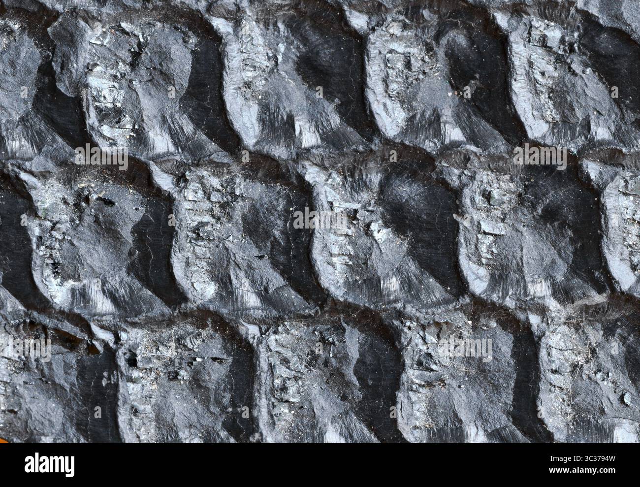 Close up view of a section of fossilised bark of Lepidodendron or Scale a tree sized plant of the Carboniferous Era - coal measures Nottimghamshire UK Stock Photo