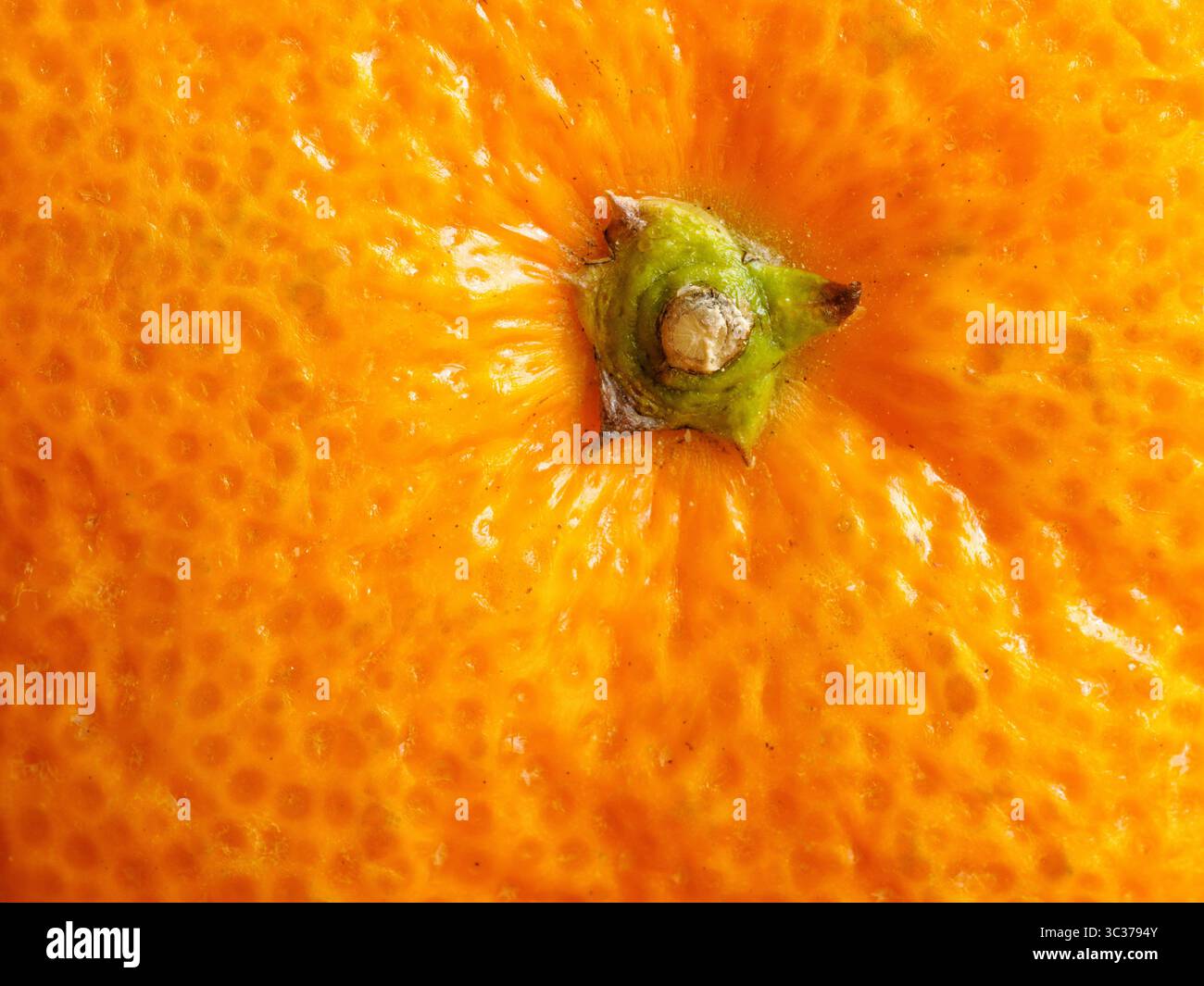 Close up view of an orange navel and peel or zest of the popular citrus fruit Stock Photo
