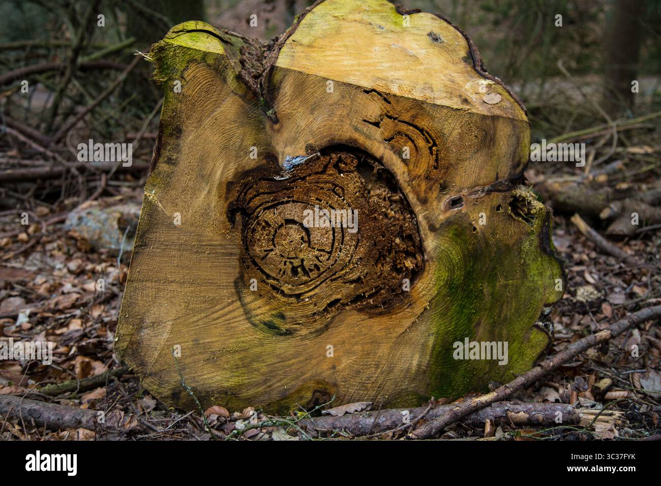 Pattern_detail hi-res stock photography and images - Alamy