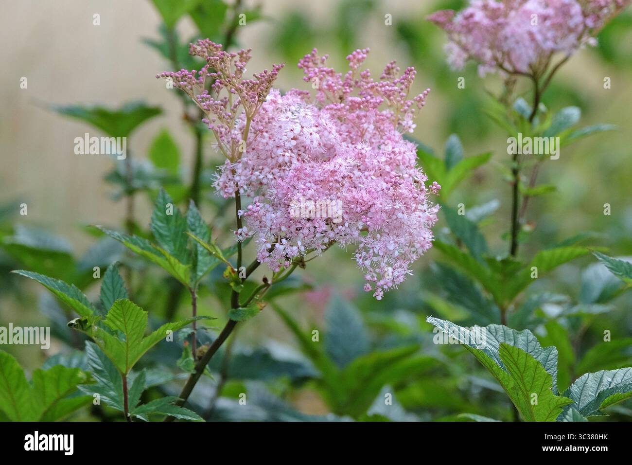 Pink Filipendula rubra, also known as queen of the prairie, in flower. Stock Photo