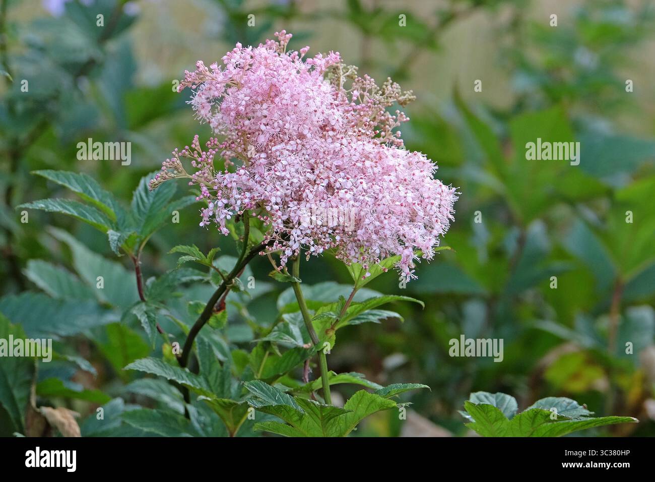 Pink Filipendula rubra, also known as queen of the prairie, in flower. Stock Photo