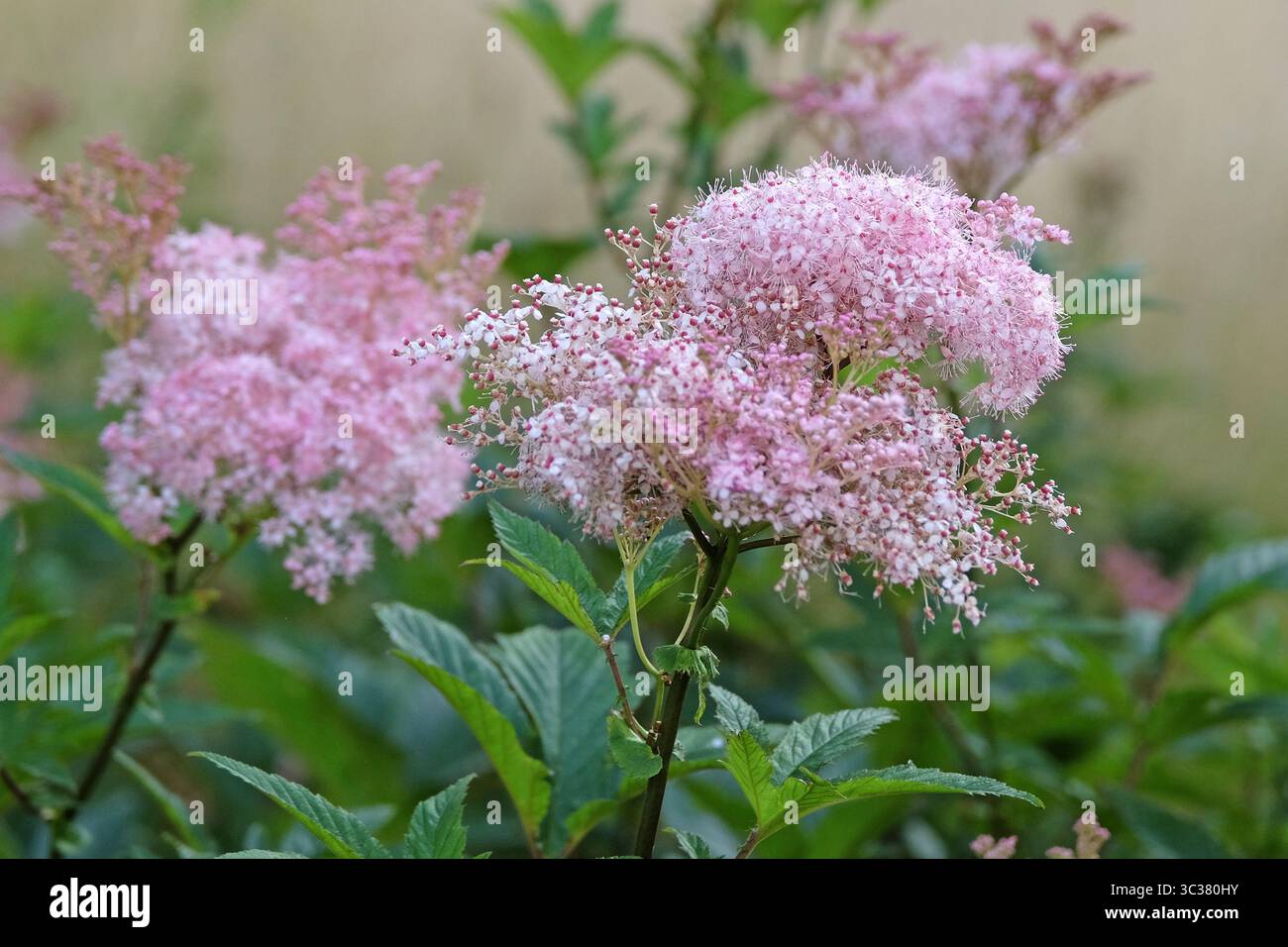 Pink Filipendula rubra, also known as queen of the prairie, in flower. Stock Photo