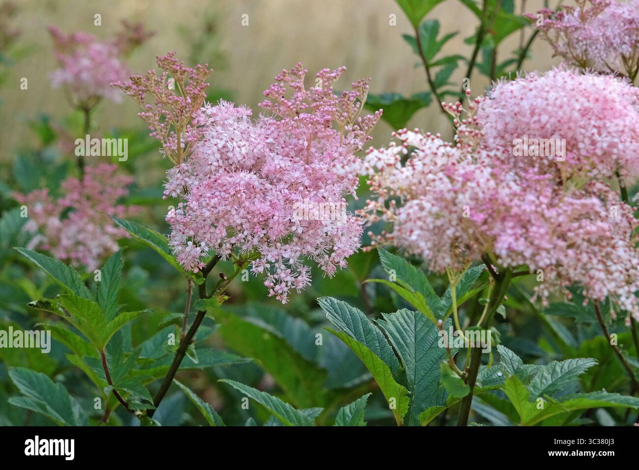 Pink Filipendula rubra, also known as queen of the prairie, in flower. Stock Photo