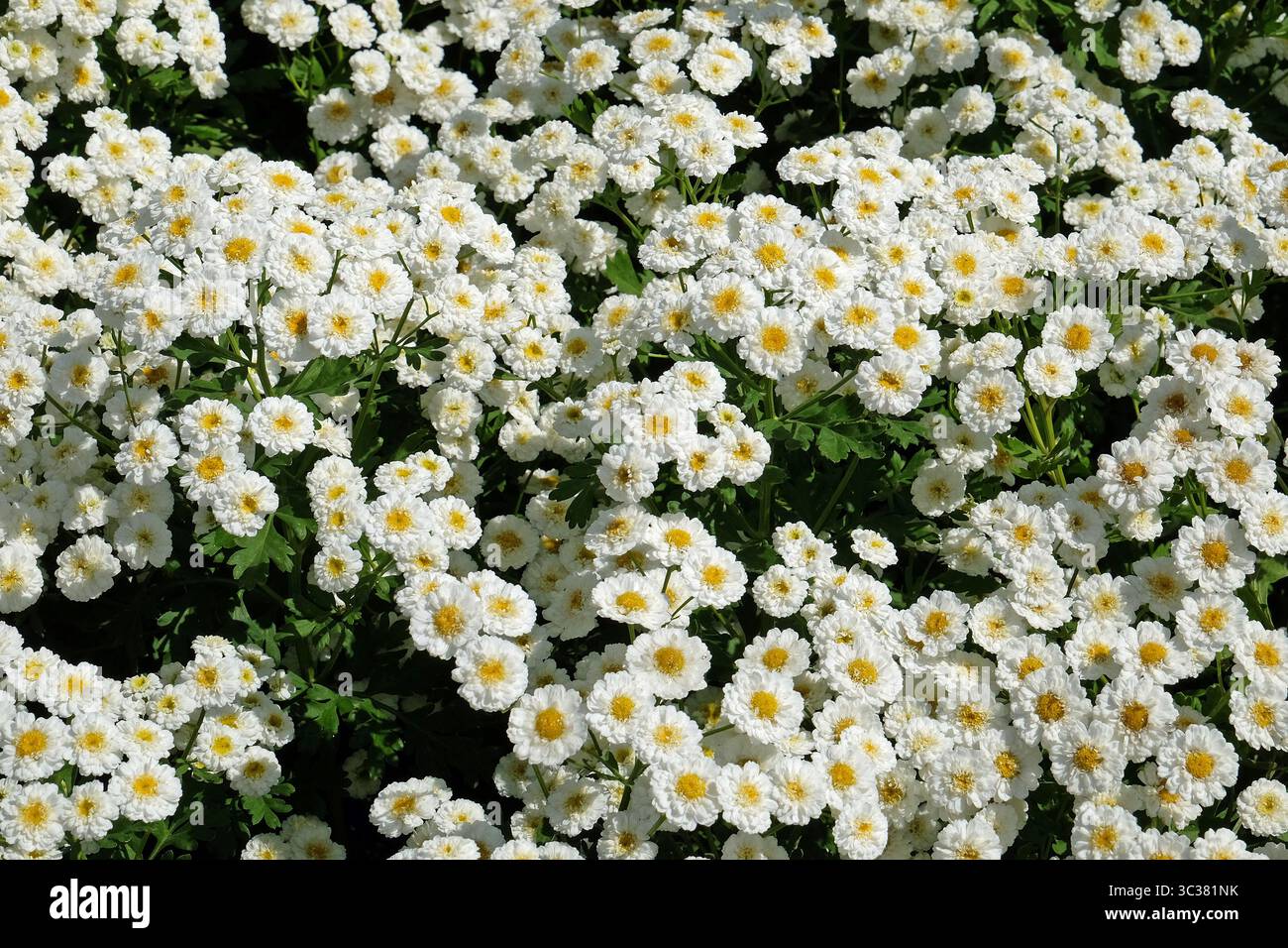 White Tanacetum parthenium, Feverfew, ‘Tetra White Wonder’ in flower. Stock Photo
