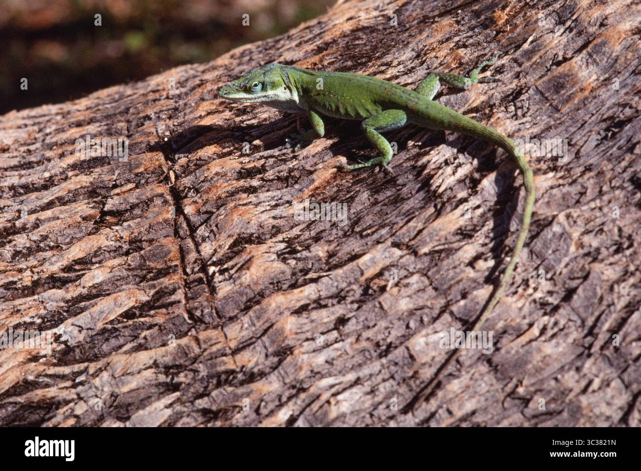 Carolina anole (Anolis carolinensis) eating a dragonfly Stock Photo - Alamy, image size:1300x956
