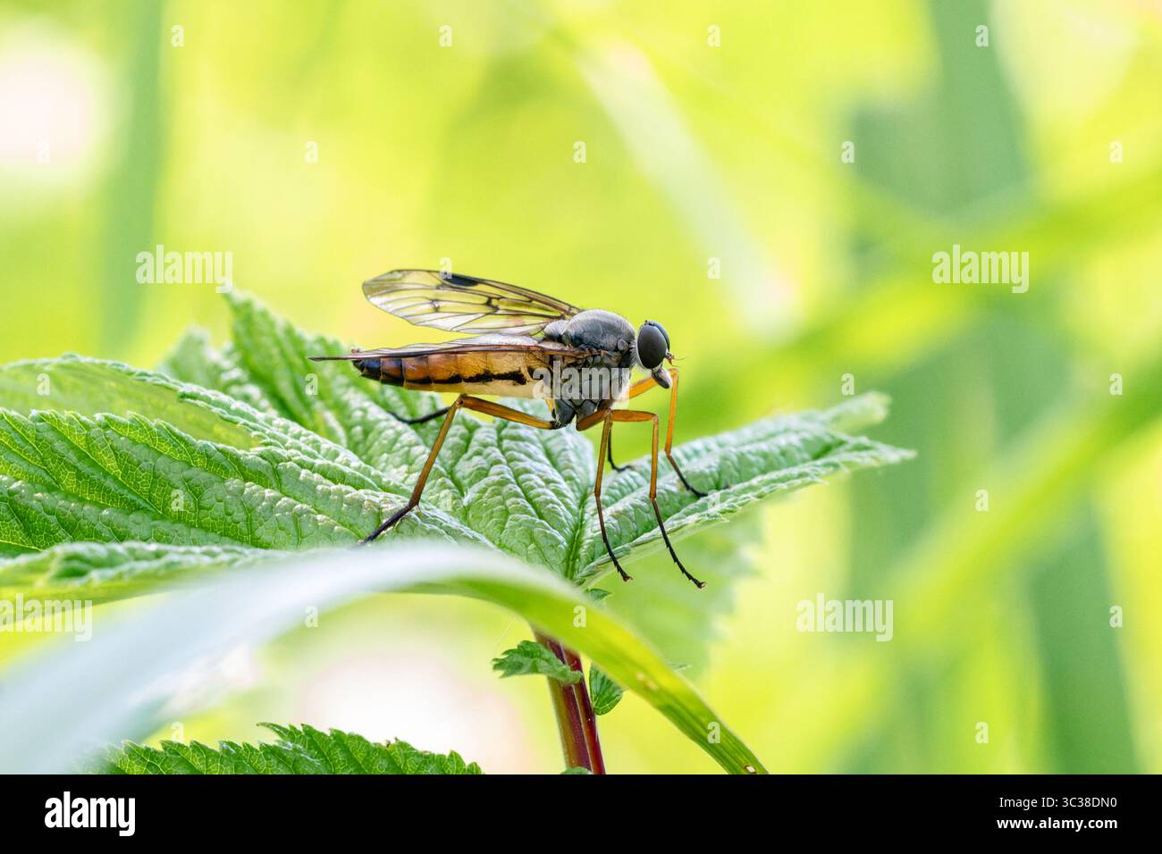 Diptera life cycle hi-res stock photography and images - Alamy