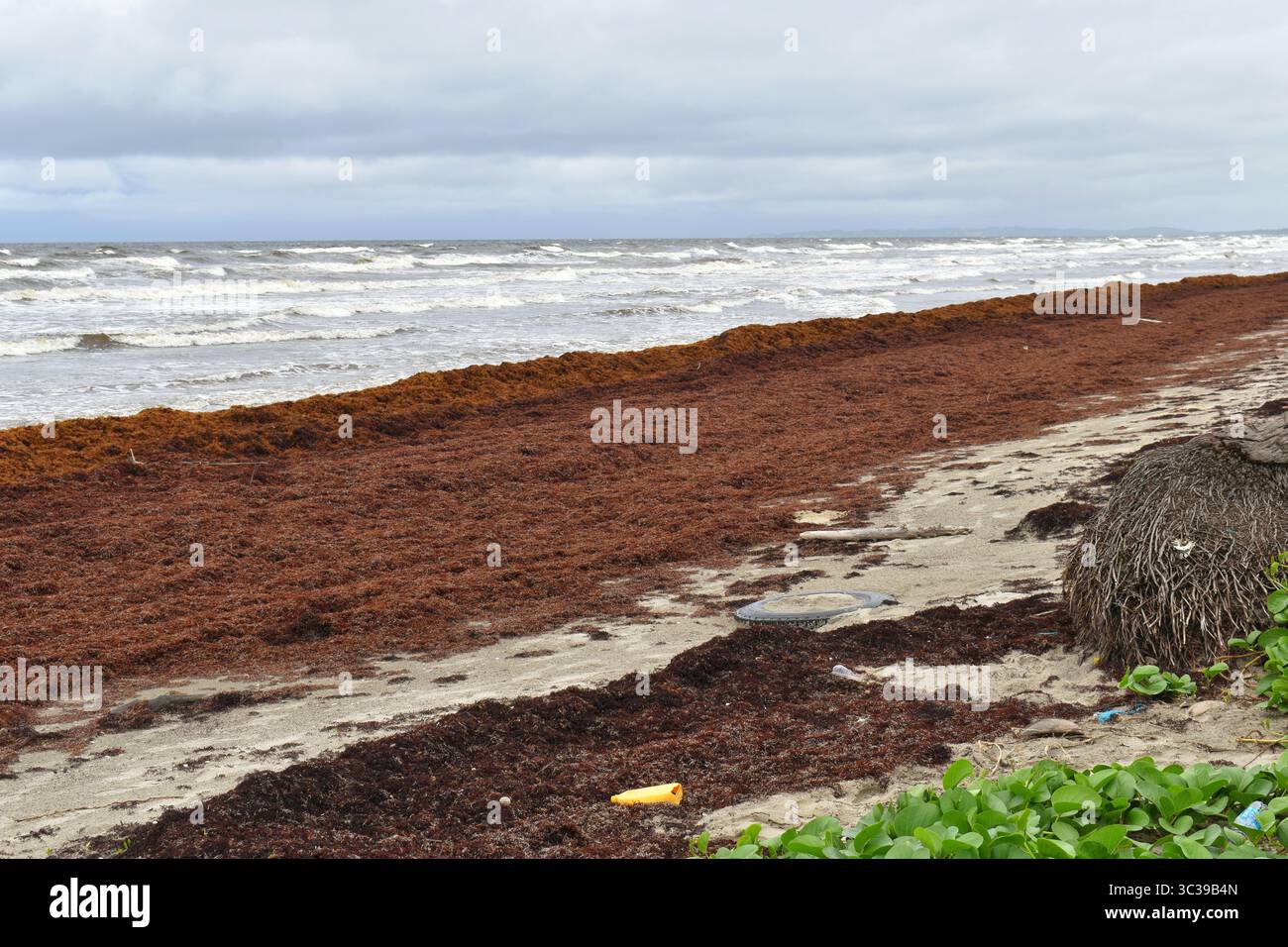 Sargassum Seaweed Along The Seashore And Coastline Of The Manzanilla sargassum-seaweed-along-the-seashore-and-coastline-of-the-manzanilla