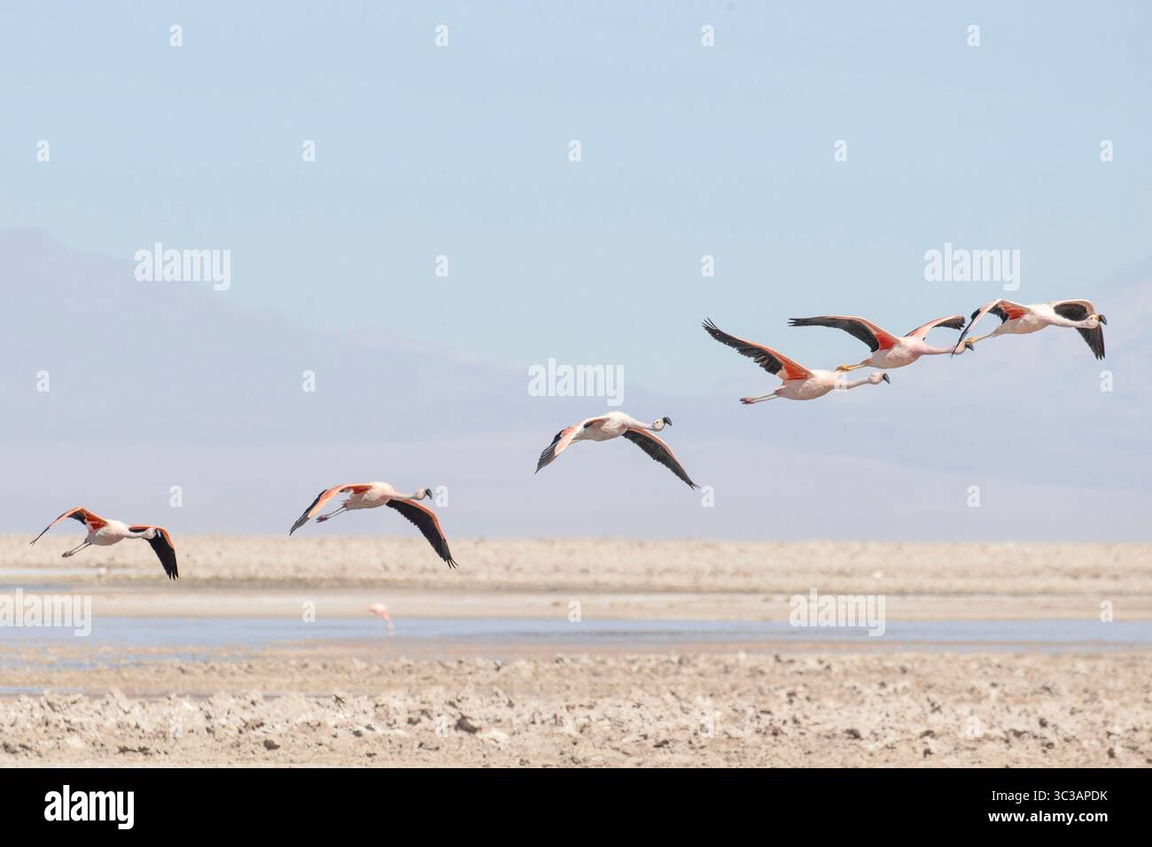 Flamingos flying at the Los Flamencos Nature reserve, near San Pedro de Atacama in Chile. Stock Photo