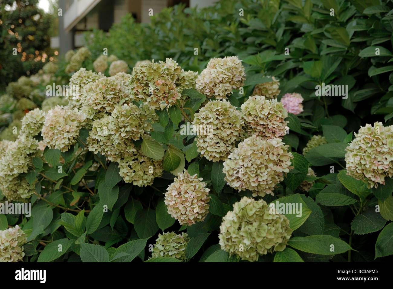 Close-up of blooming hydrangea flowers in a garden with lush green ...