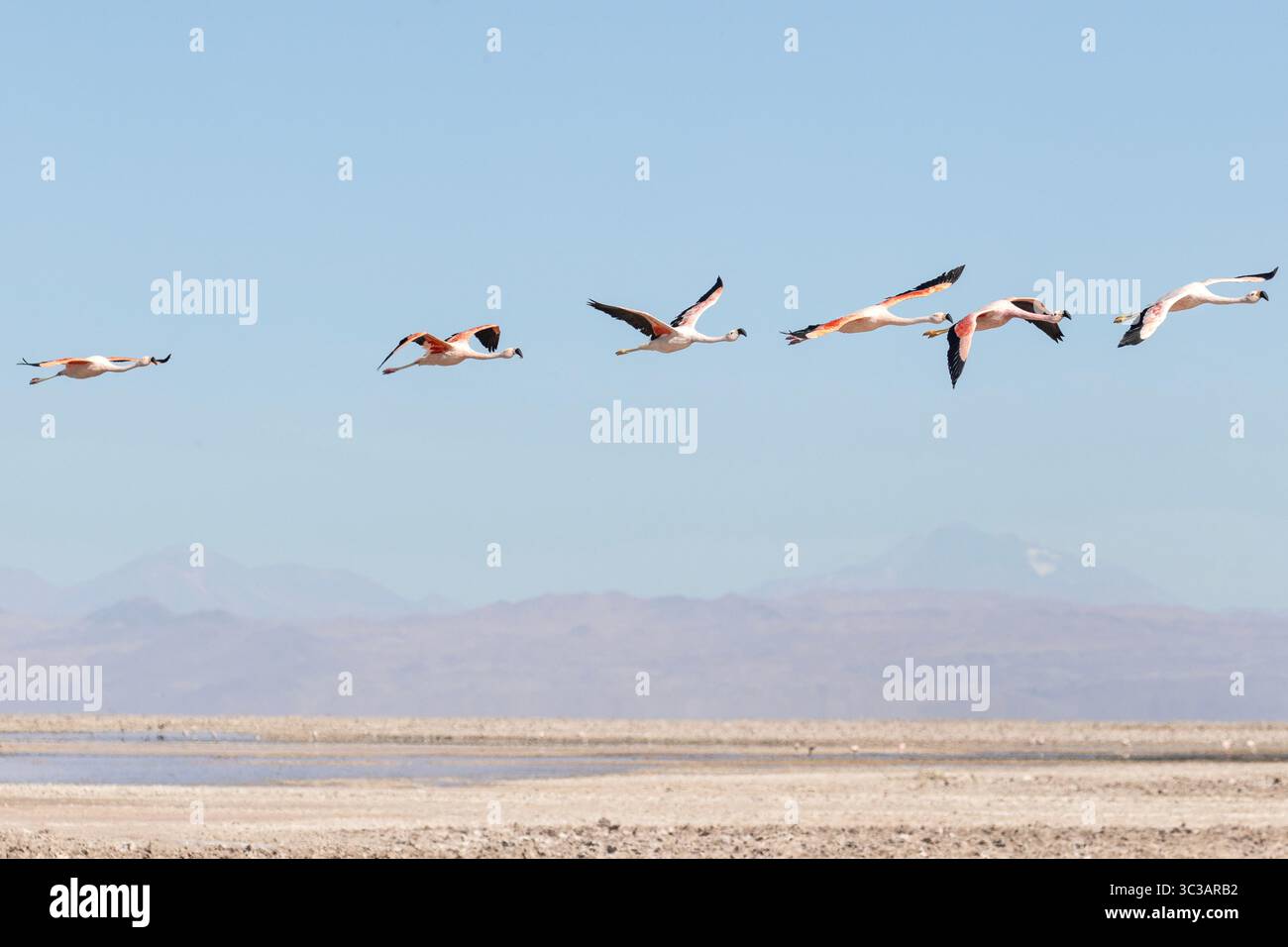 Flamingos flying at the Los Flamencos Nature reserve, near San Pedro de Atacama in Chile. Stock Photo