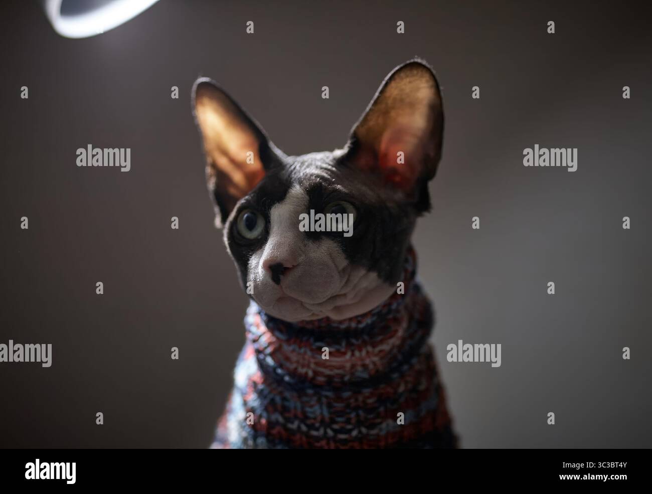 Artistic and moody portrait of a Canadian Sphynx cat. The warm lighting highlights the unique features of the hairless feline Stock Photo