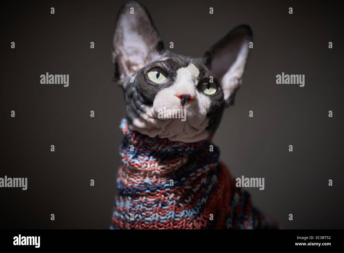 Artistic and moody portrait of a Canadian Sphynx cat. The warm lighting highlights the unique features of the hairless feline Stock Photo