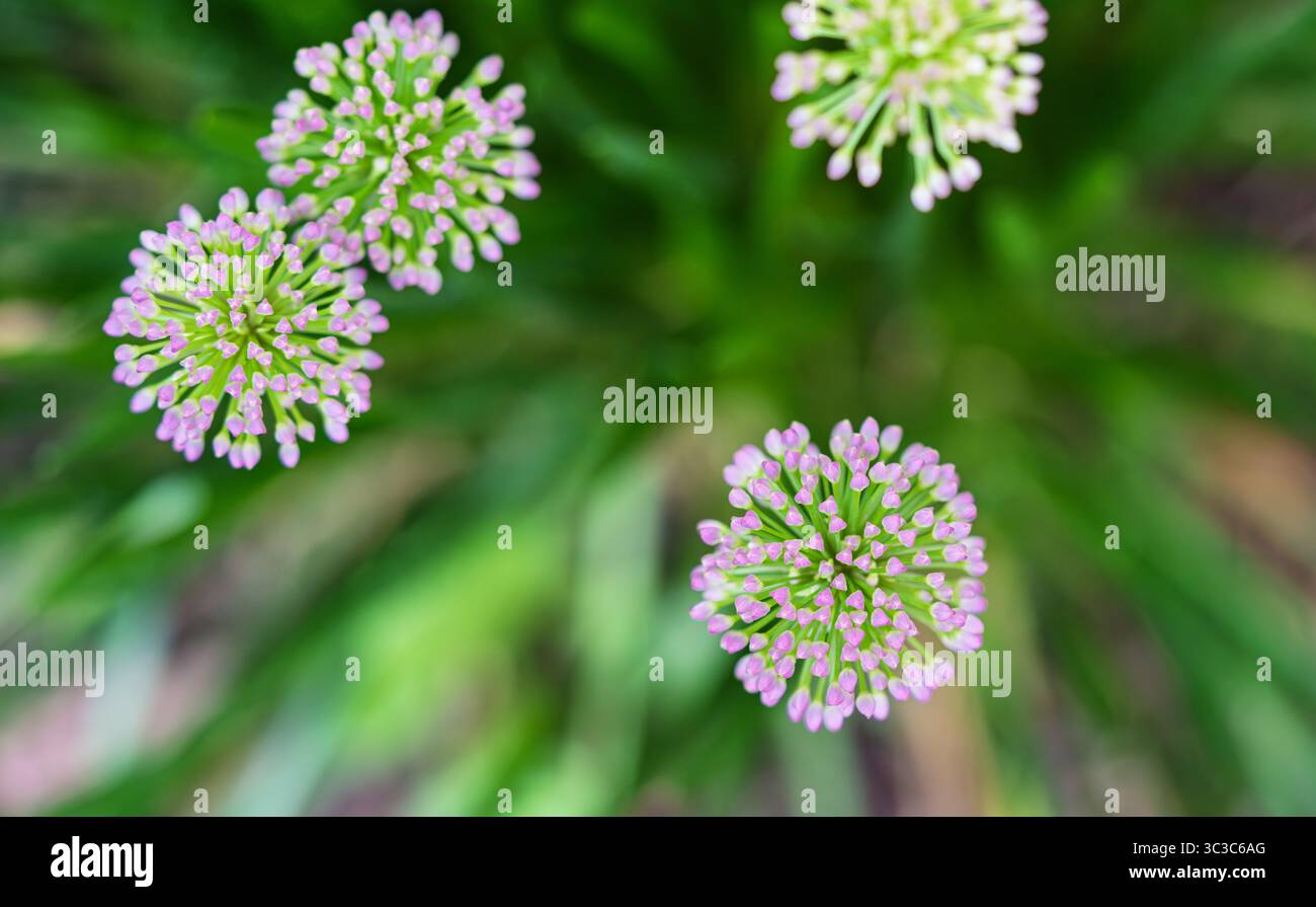Close-up of a purple flower of ornamental leek growing in a field. In the background you can see other flowers shining on the green meadow. Stock Photo