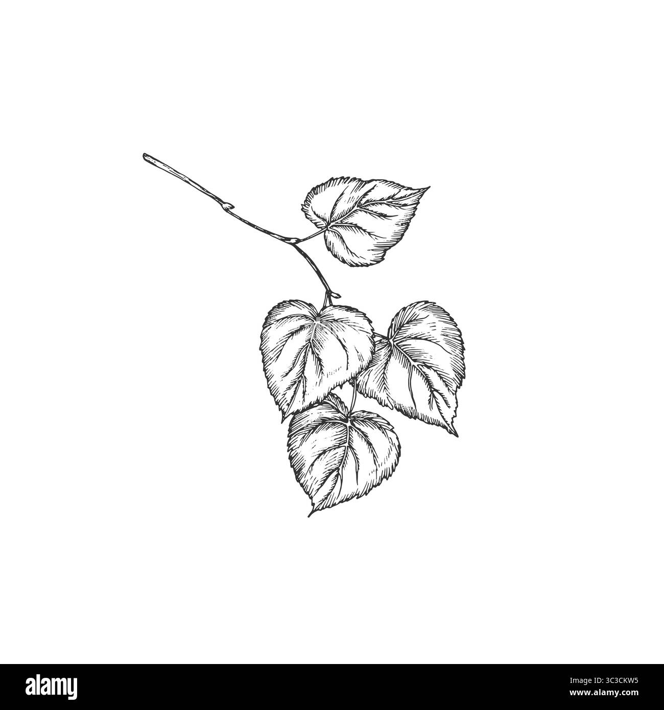 Linden branch. Vector illustrations hand drawn with ink and isolated on ...