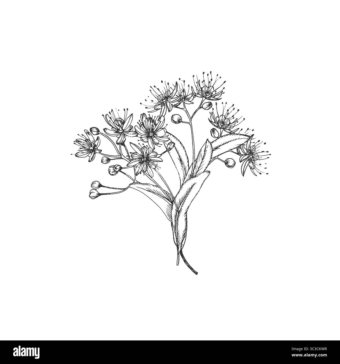 Linden flower. Vector illustrations hand drawn with ink and isolated on ...