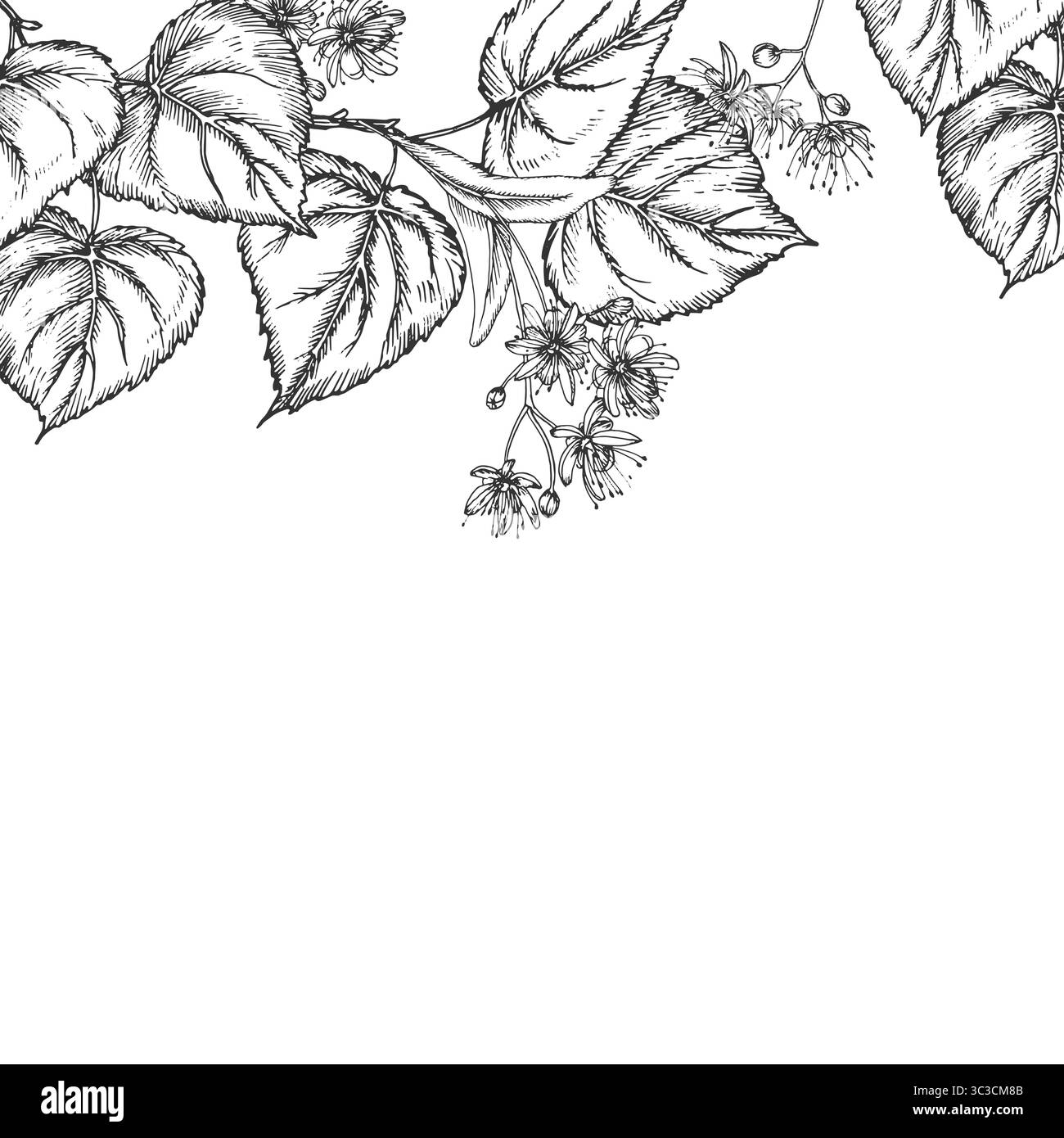 Linden frame. Vector illustrations hand drawn with ink and isolated on ...