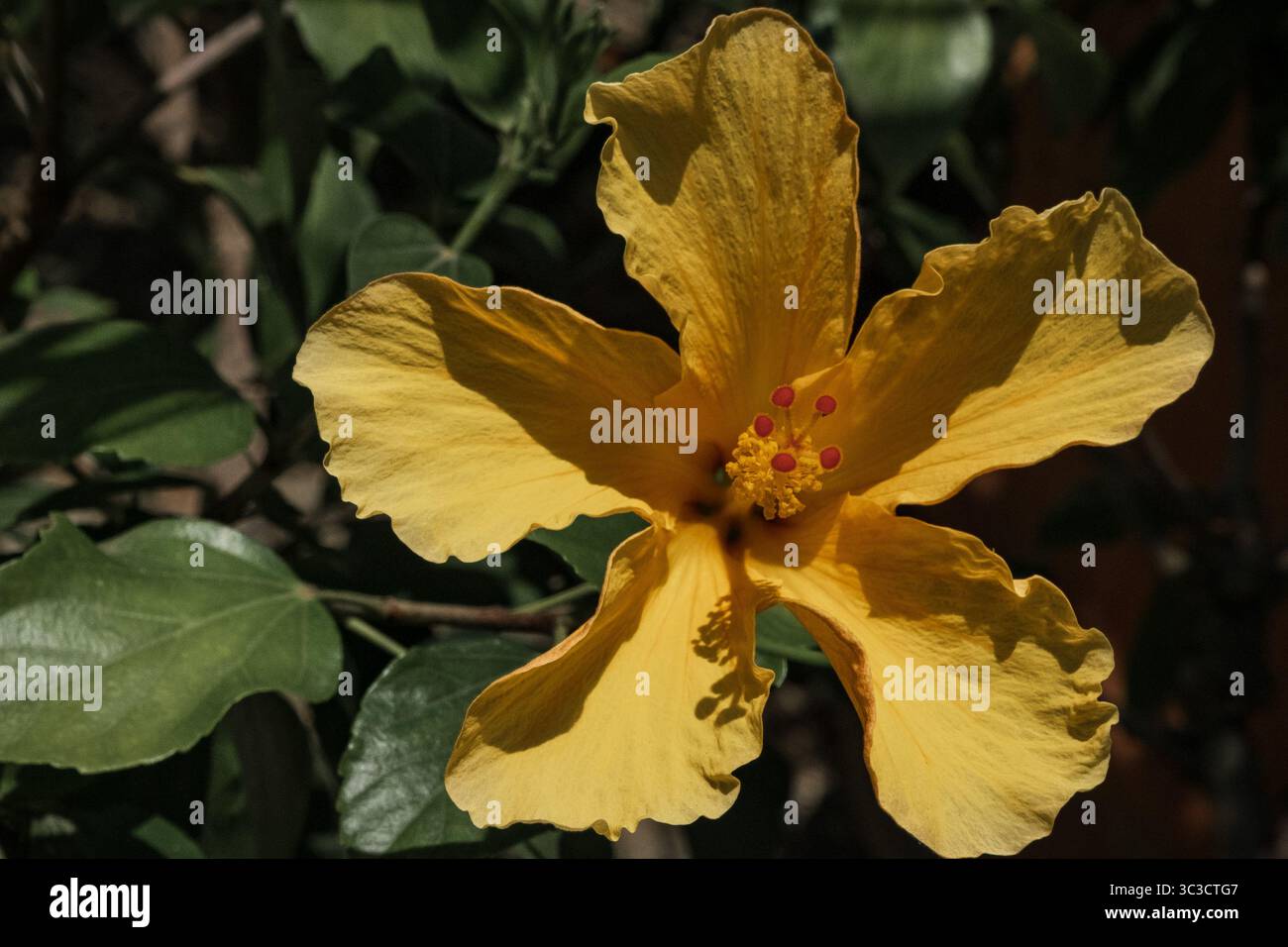 Yellow hibiscus flower in a botanical garden Stock Photo
