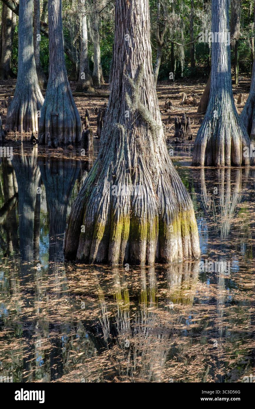 Bald Cypress trees in a leaf covered lake Stock Photo - Alamy