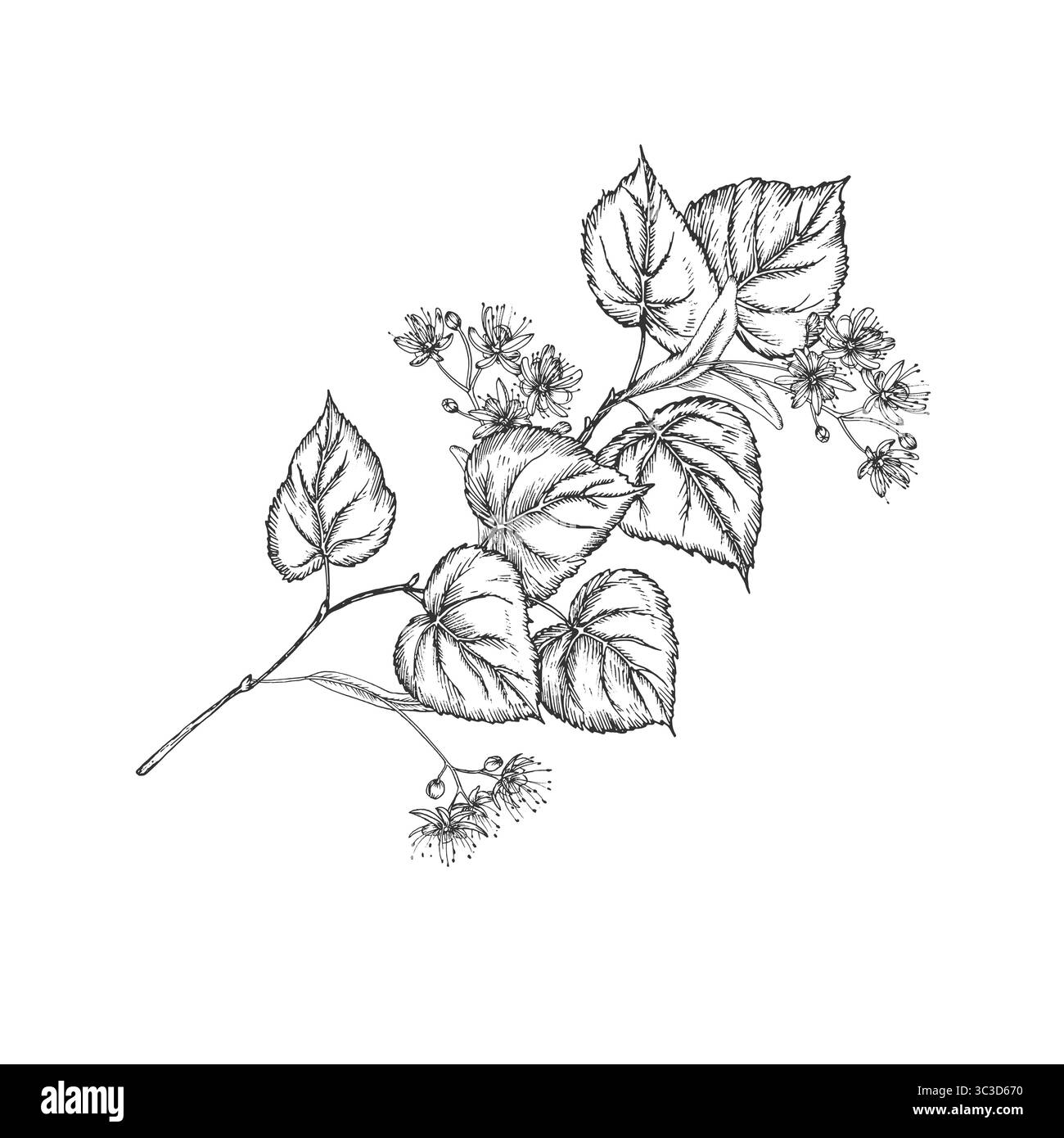 Linden branch with flowers. Vector illustrations hand drawn with ink ...