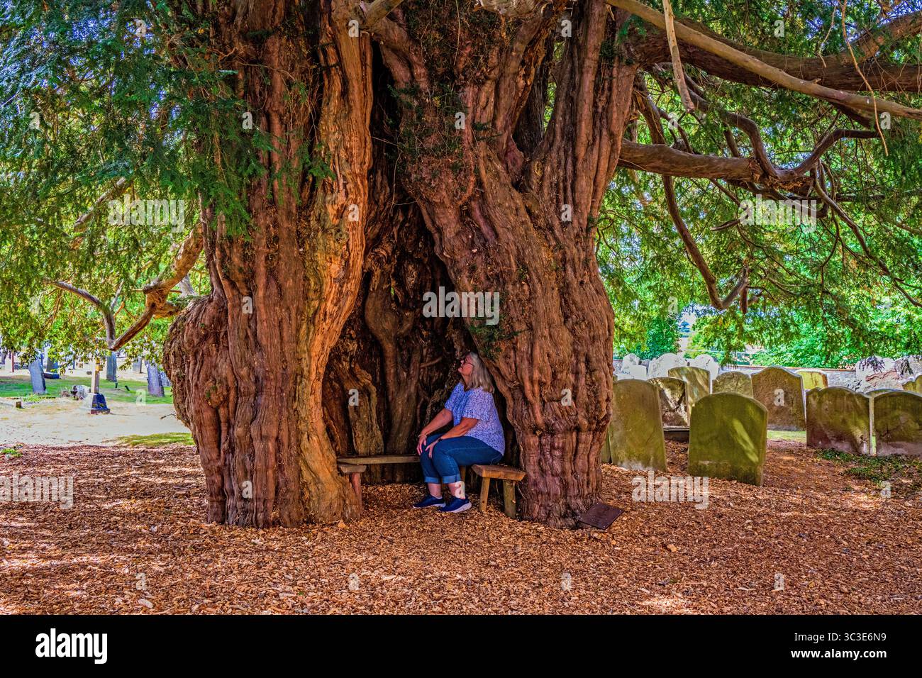 The famous 1500 year old Yew tree in the churchyard of St Bartholomew's ...